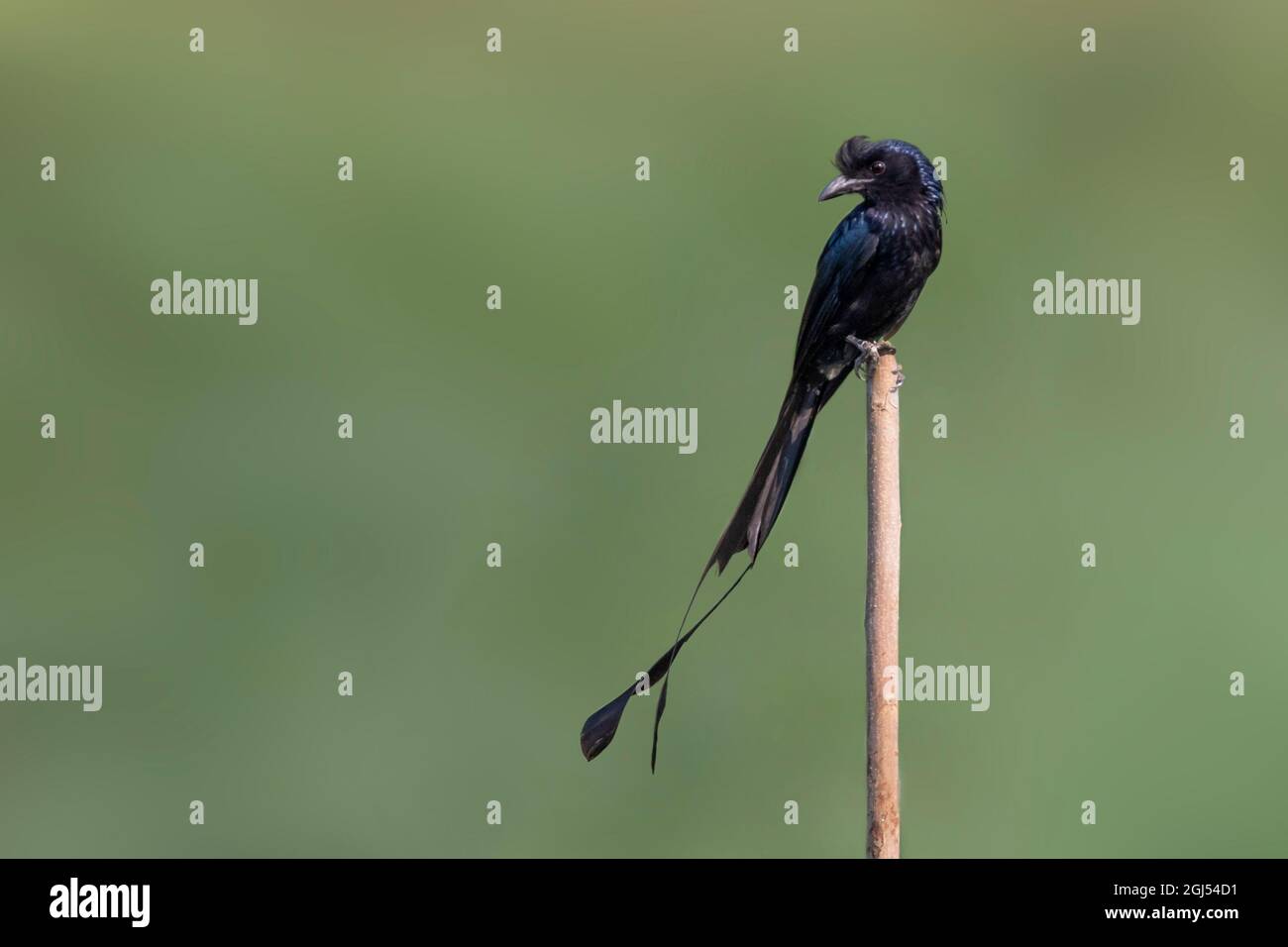 Bild von Greater Racket-tailed Drongo auf Baumstumpf auf Naturhintergrund. Vogel. Tiere. Stockfoto