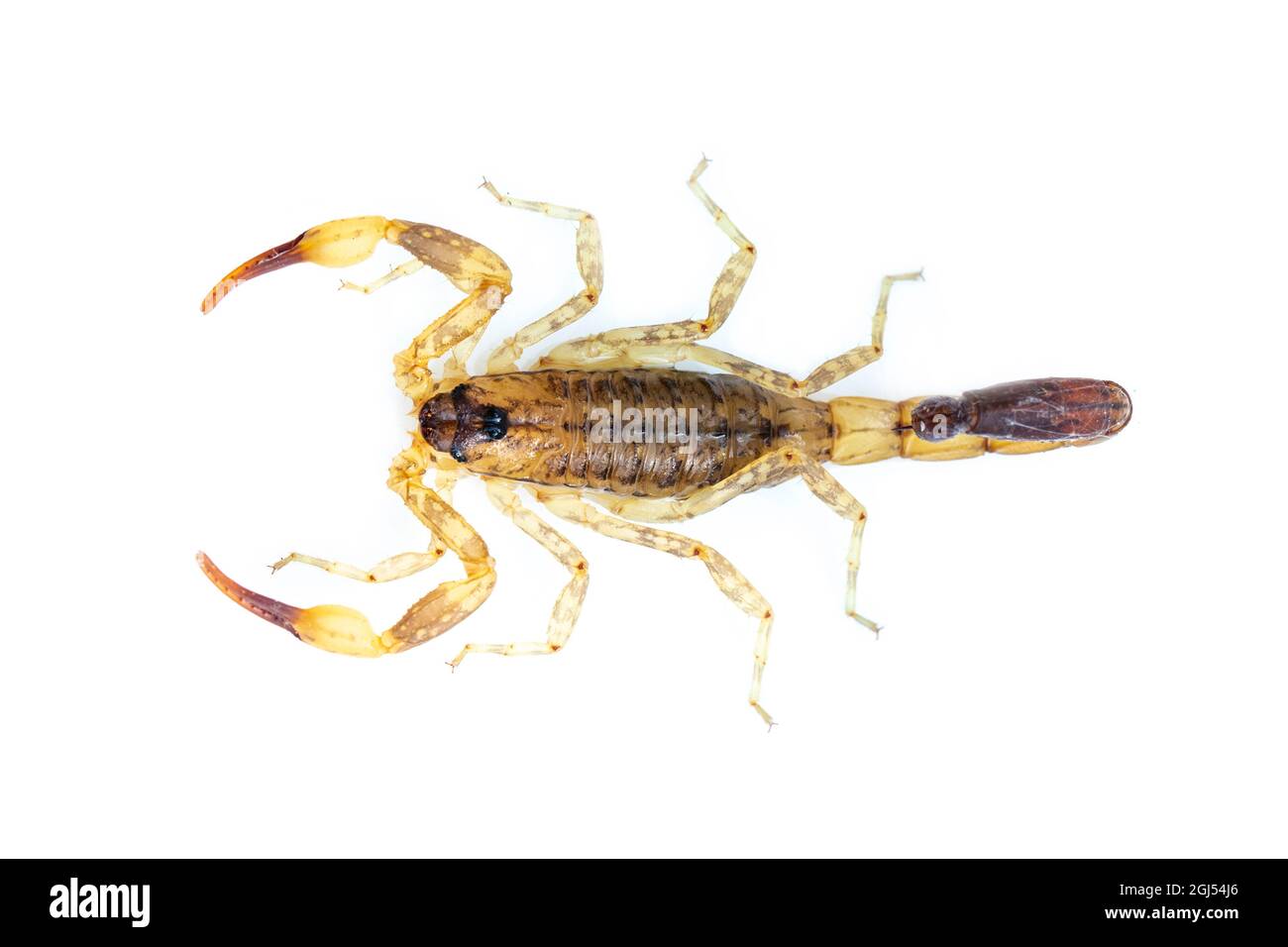 Bild von braunem Skorpion isoliert auf weißem Hintergrund. Insekt. Tier. Stockfoto