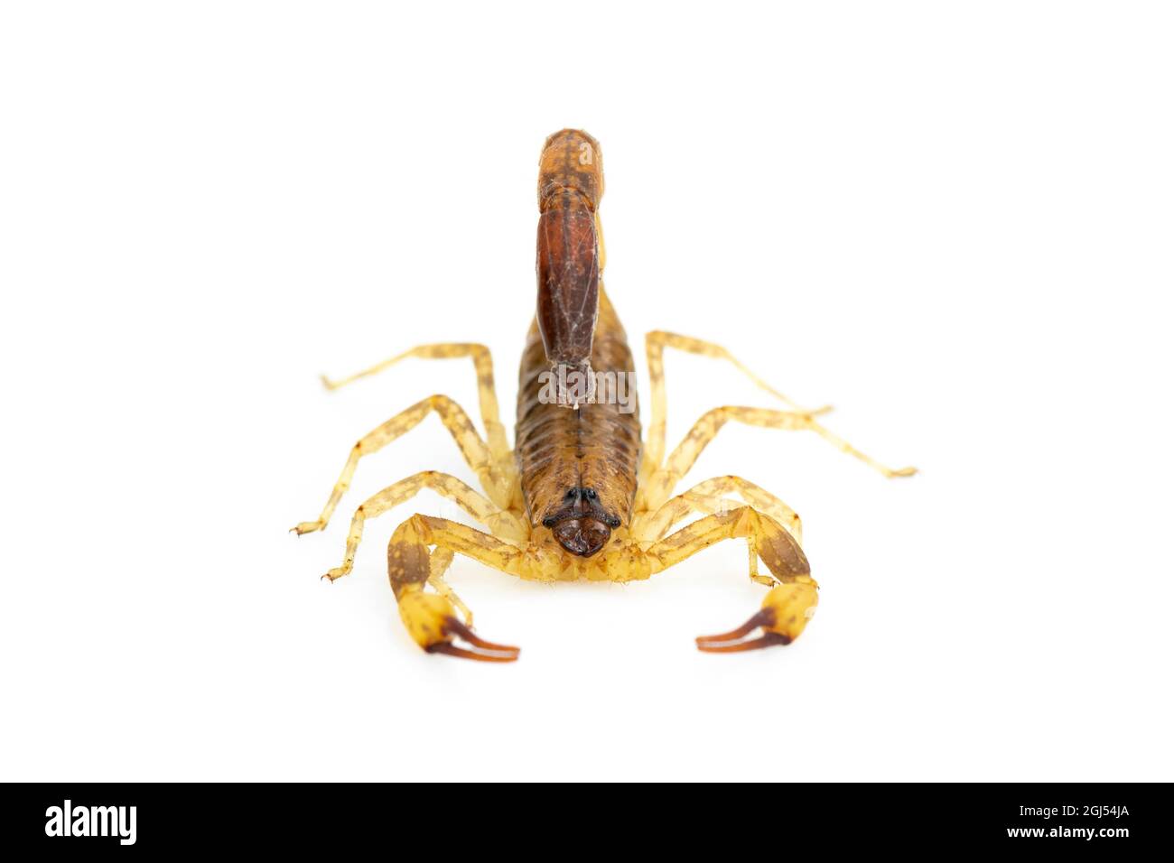Bild von braunem Skorpion isoliert auf weißem Hintergrund. Insekt. Tier. Stockfoto