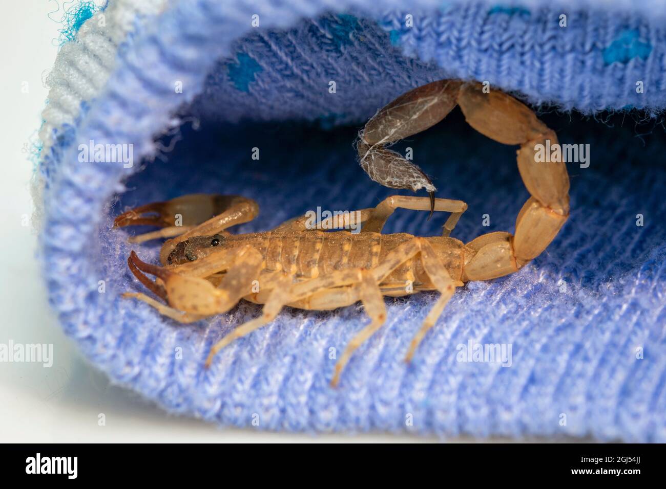 Bild von braunem Skorpion in blauem Tuch. Insekt. Tier. Stockfoto