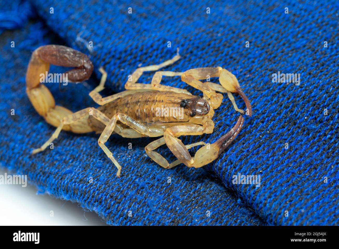 Bild eines braunen Skorpions auf blauem Tuch. Insekt. Tier. Stockfoto