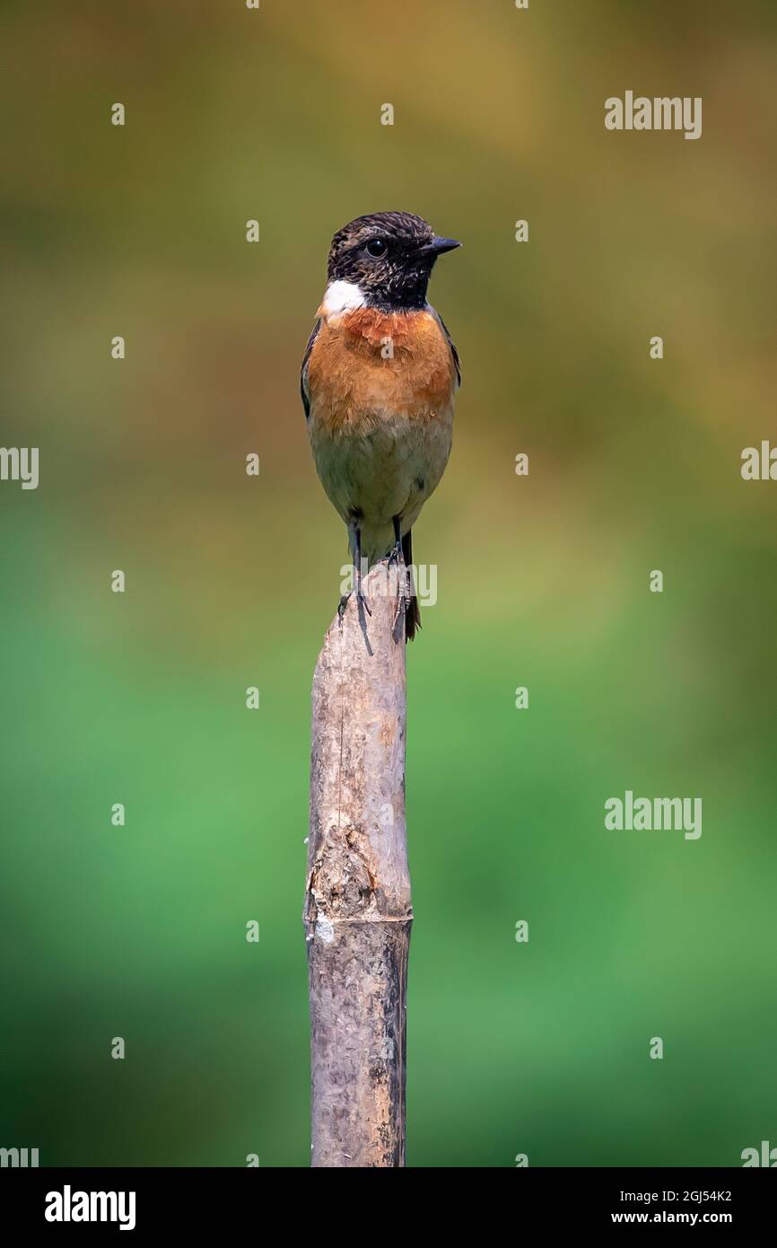 Bild des Oststonechatvogels oder des Steinechatvogels (Saxicola maurus) auf einem Zweig auf Naturhintergrund. Vogel. Tiere. Stockfoto