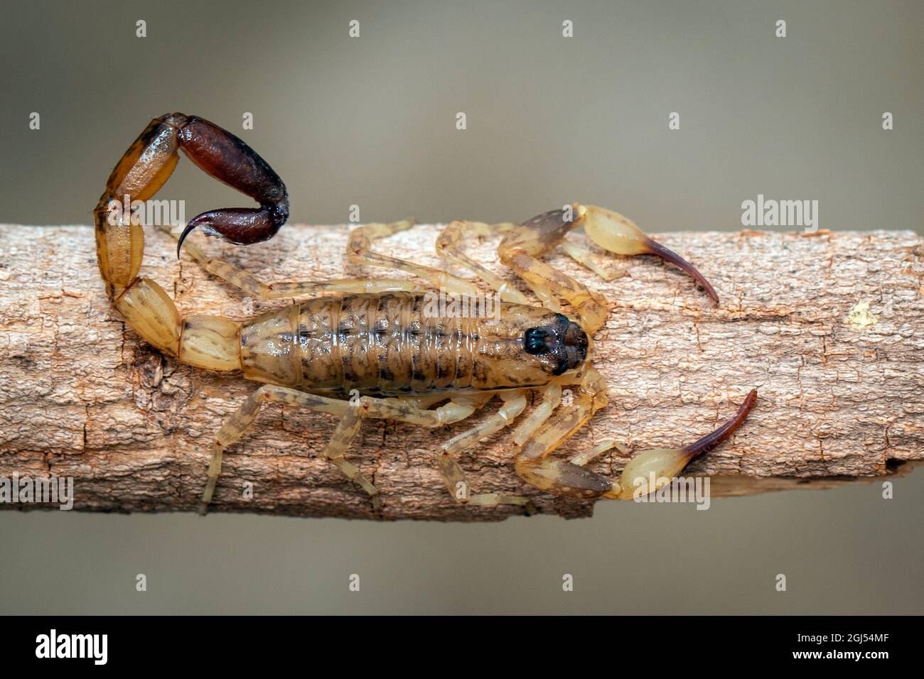 Bild eines braunen Skorpions auf einem braunen trockenen Baumzweig. Insekt. Tier. Stockfoto