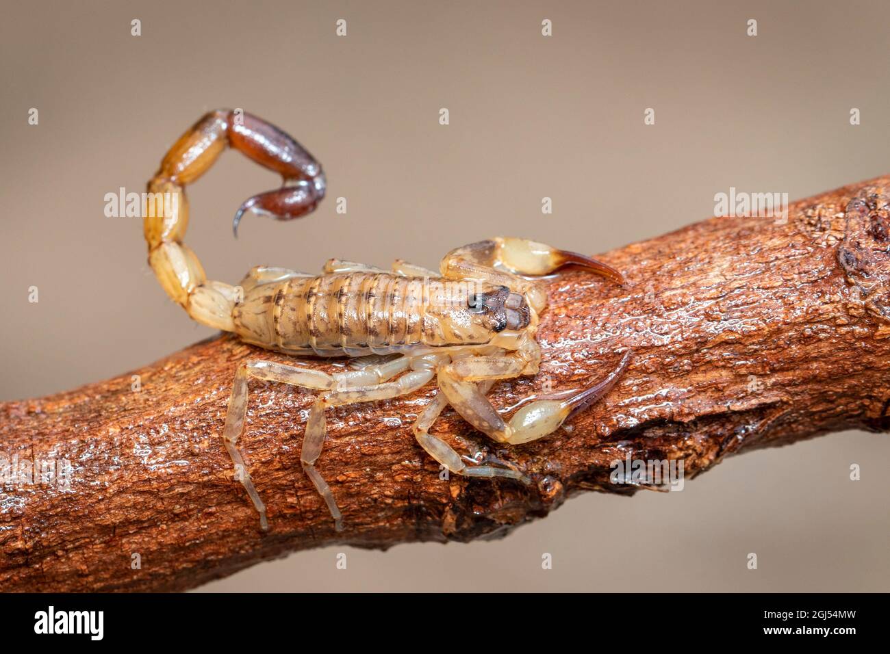 Bild eines braunen Skorpions auf einem braunen trockenen Baumzweig. Insekt. Tier. Stockfoto