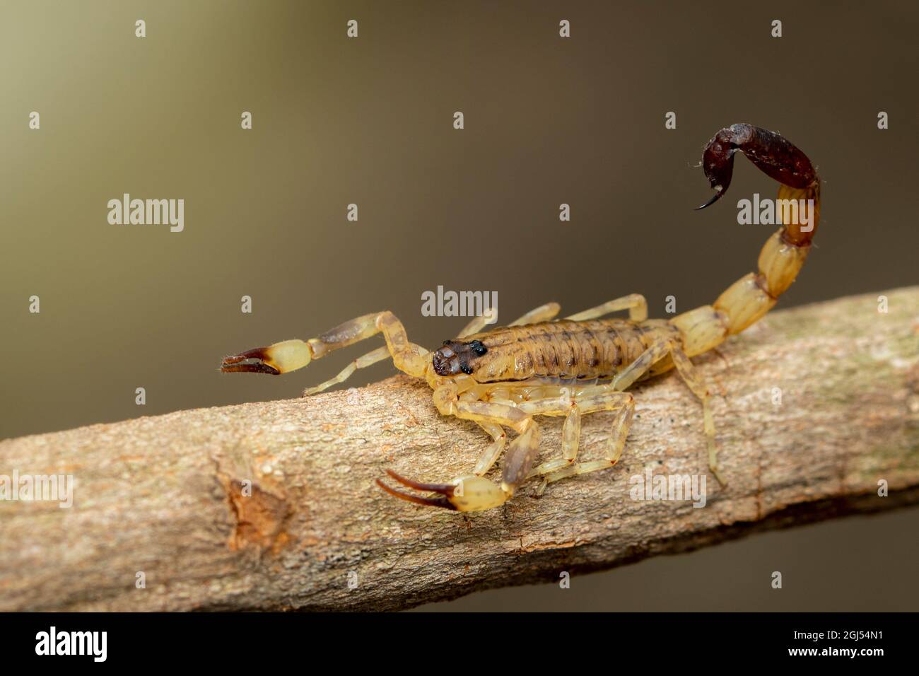 Bild eines braunen Skorpions auf einem braunen trockenen Baumzweig. Insekt. Tier. Stockfoto