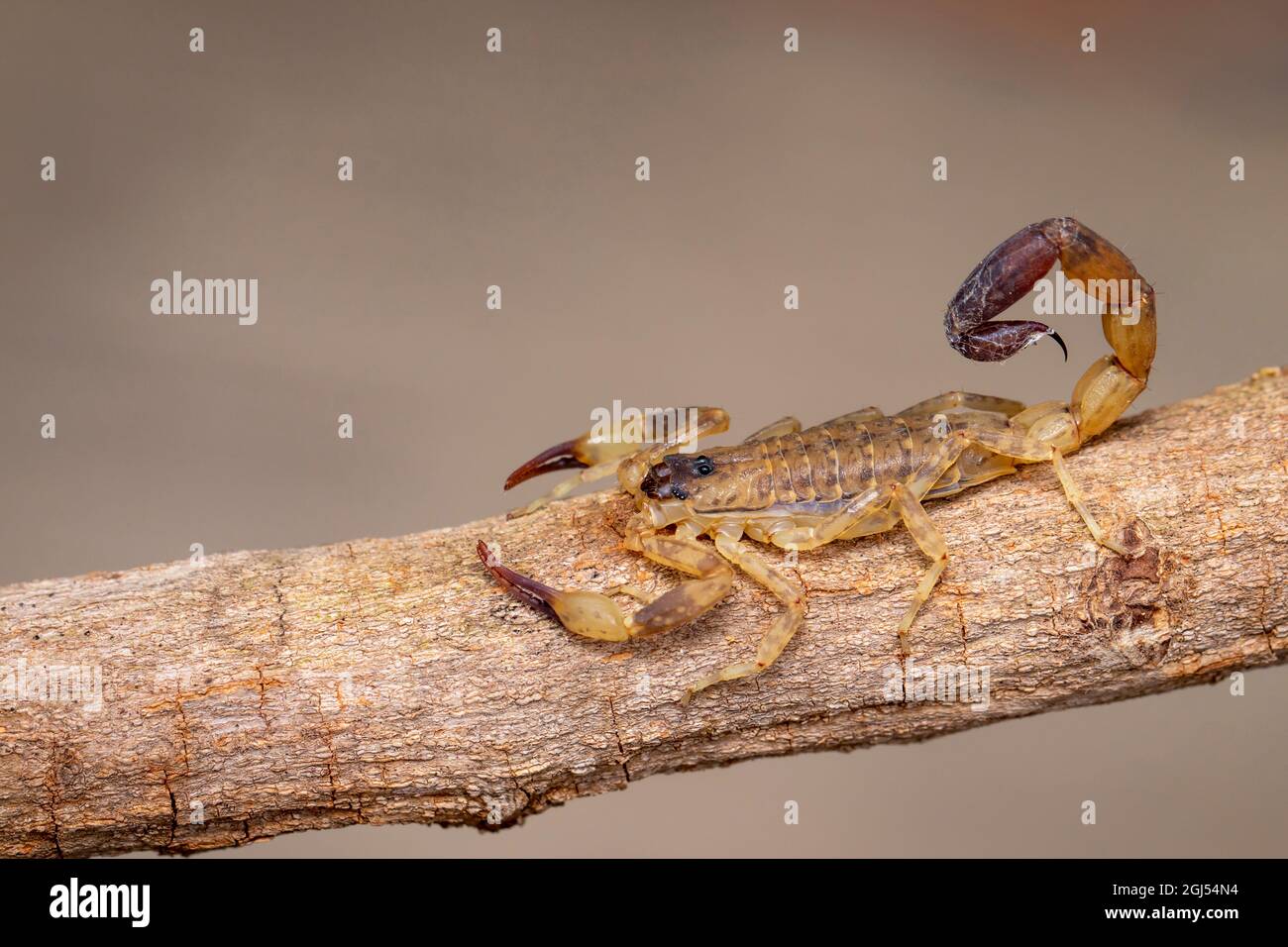 Bild eines braunen Skorpions auf einem braunen trockenen Baumzweig. Insekt. Tier. Stockfoto