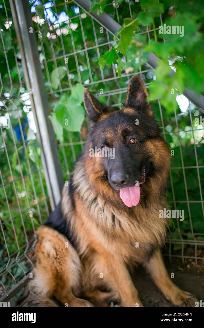 Sommerportrait des deutschen Schäfers 'Ajax', verschiedene Mimik Stockfoto