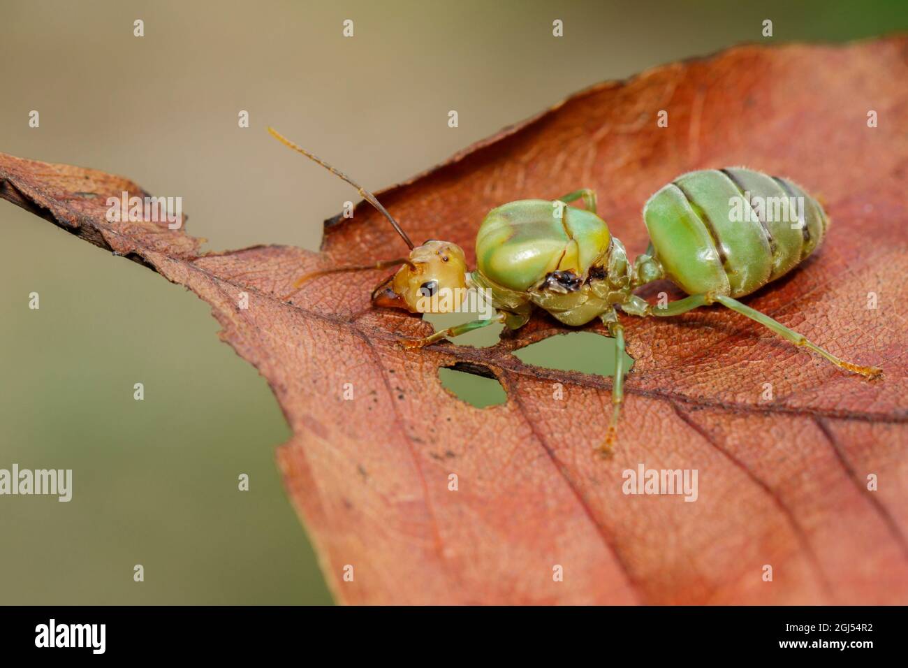 Bild der Ameisenkönigin auf braunem Blatt. weberameisenkönigin. Insekt. Tier Stockfoto