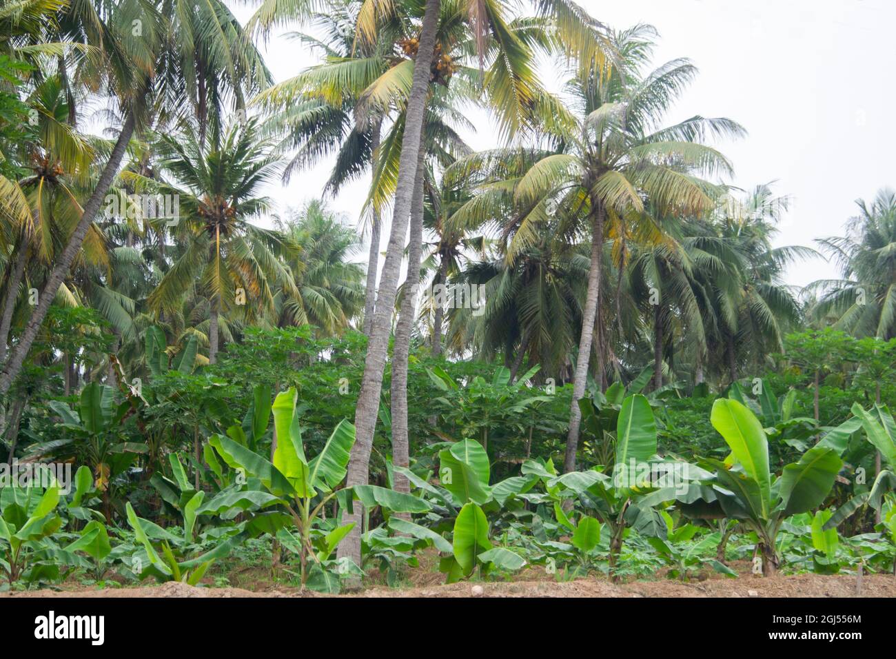 Landschaft von Farmen von Kokospalmen, Bananen und Papaya - Salalah 2021, Oman. Das RAW-Dateiformat ist verfügbar Stockfoto