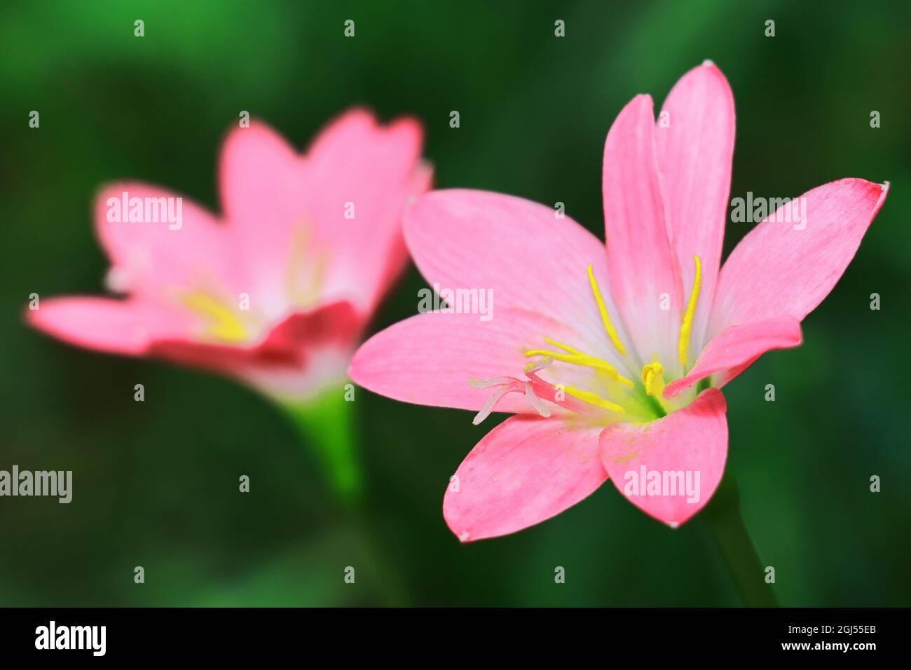 Rosa Regenlilie blüht vor dem saftig grünen Hintergrund Stockfoto