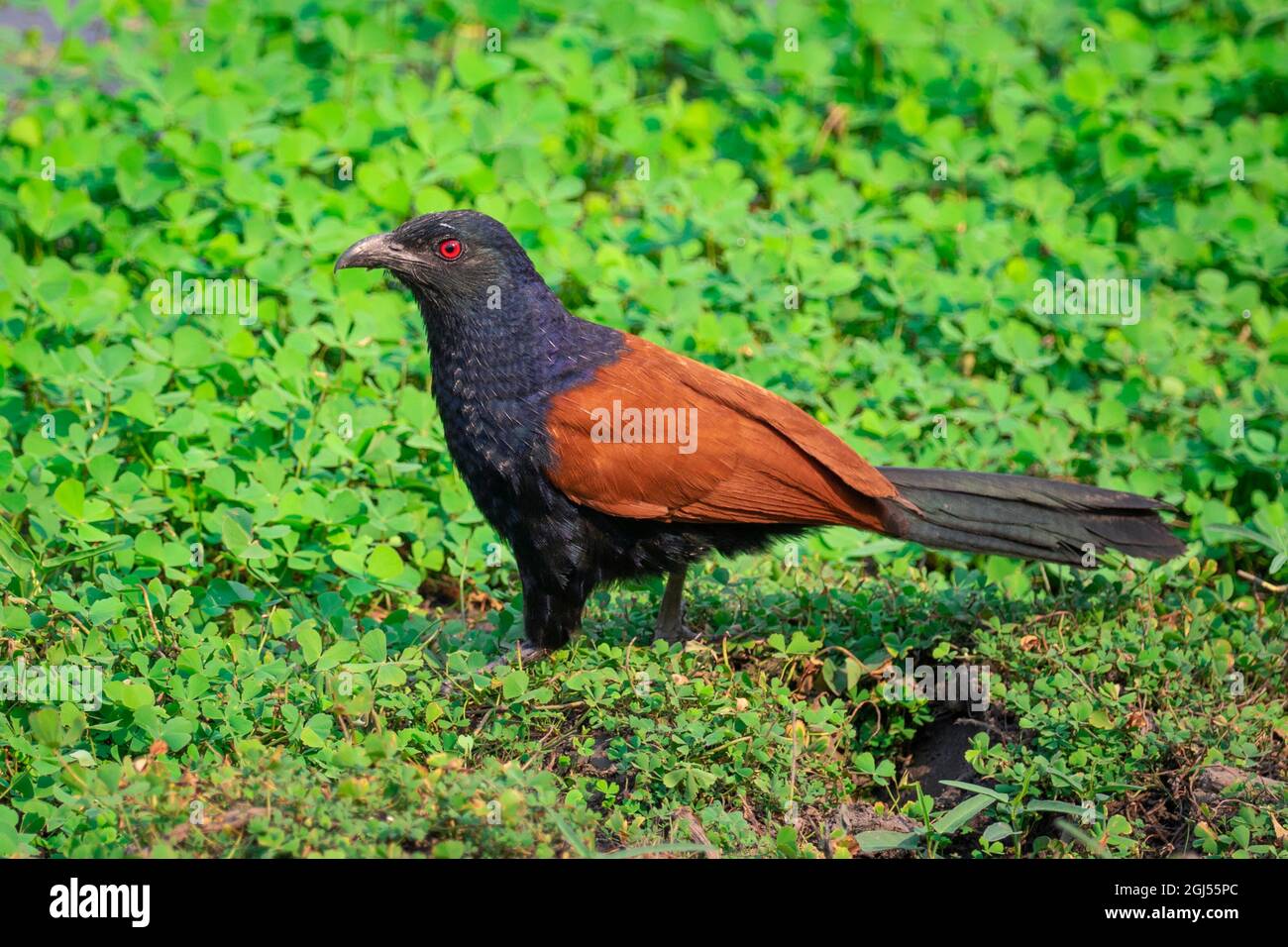 Bild eines großen Kukalvogels oder eines Krähenfassvogels (Centropus sinensis) auf dem Hintergrund der Natur. Vogel. Tiere. Stockfoto