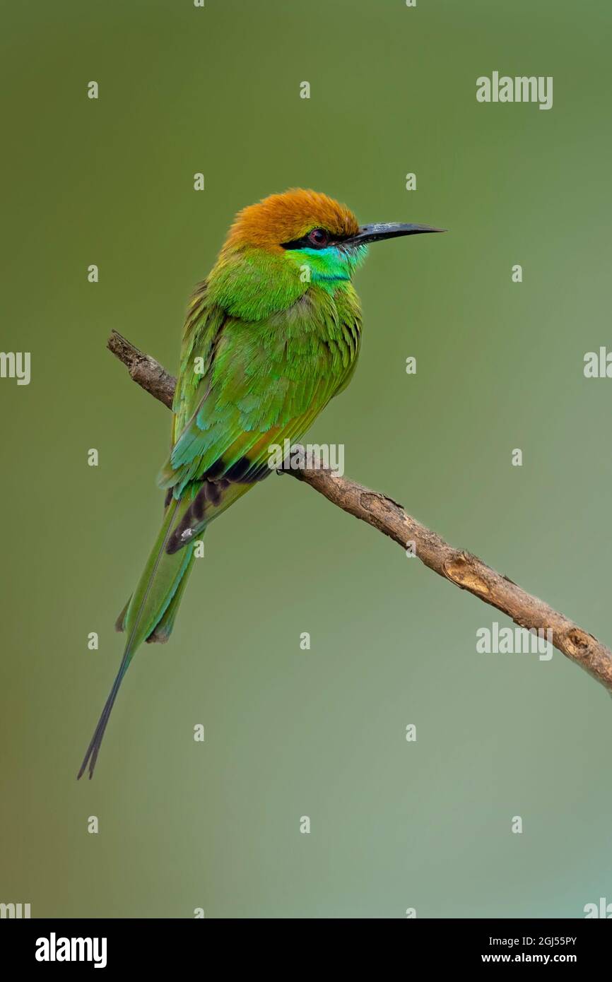 Bild eines grünen Bienenfressers (Merops orientalis) auf einem Baumzweig auf Naturhintergrund. Vogel. Tiere. Stockfoto