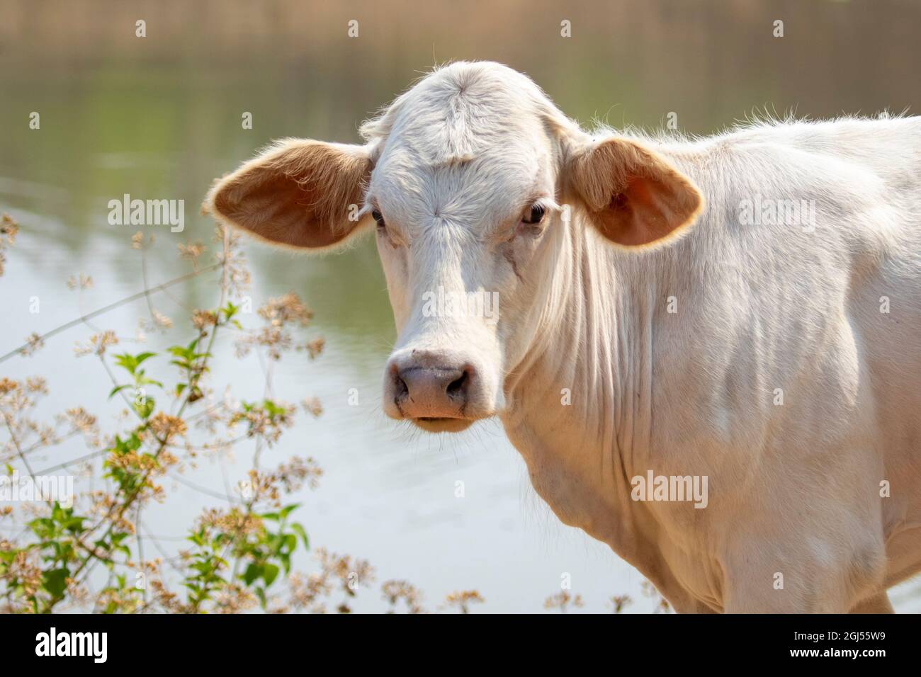 Bild einer weißen Kuh, die auf den Hintergrund der Natur starrt. Tierzucht. Stockfoto