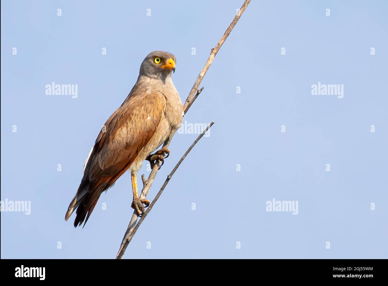 Bild des Weißäugigen Bussards, des Weißäugigen Bussardadlers (Butastur teesa), der auf einem Ast im Hintergrund der Natur thront. Falco. Vogel. Tiere. Stockfoto