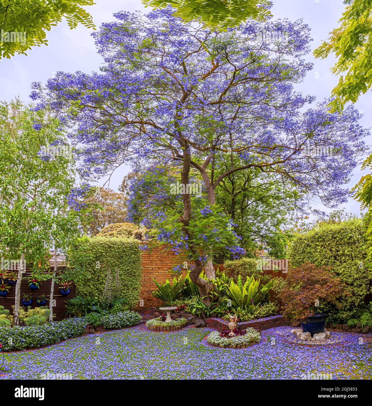 Ein Jacaranda mimosifolia ist ein Teppich aus Blumen und ein Sommerfeature in diesem Vorstadtgarten von Melbourne. Stockfoto