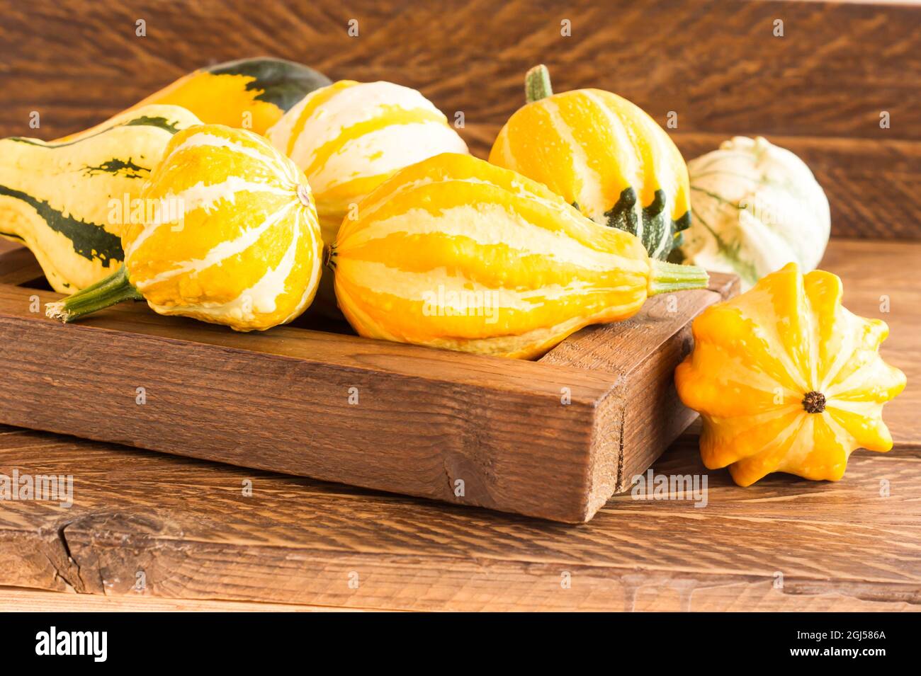 Eine Holzkiste mit bunten Mini-Kürbissen auf dem Dorftisch Stockfoto