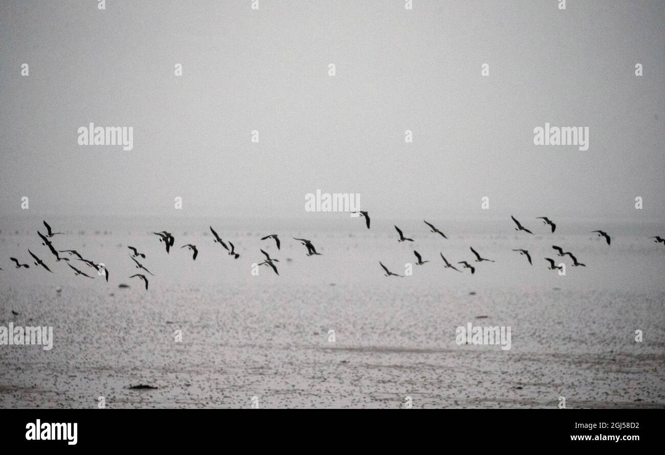 Vögel fliegen über Strangford Lough in der Nähe von Newtownards, während niedrig liegender Nebel über dem Wasser in Co. Down, Nordirland, liegt. Stockfoto