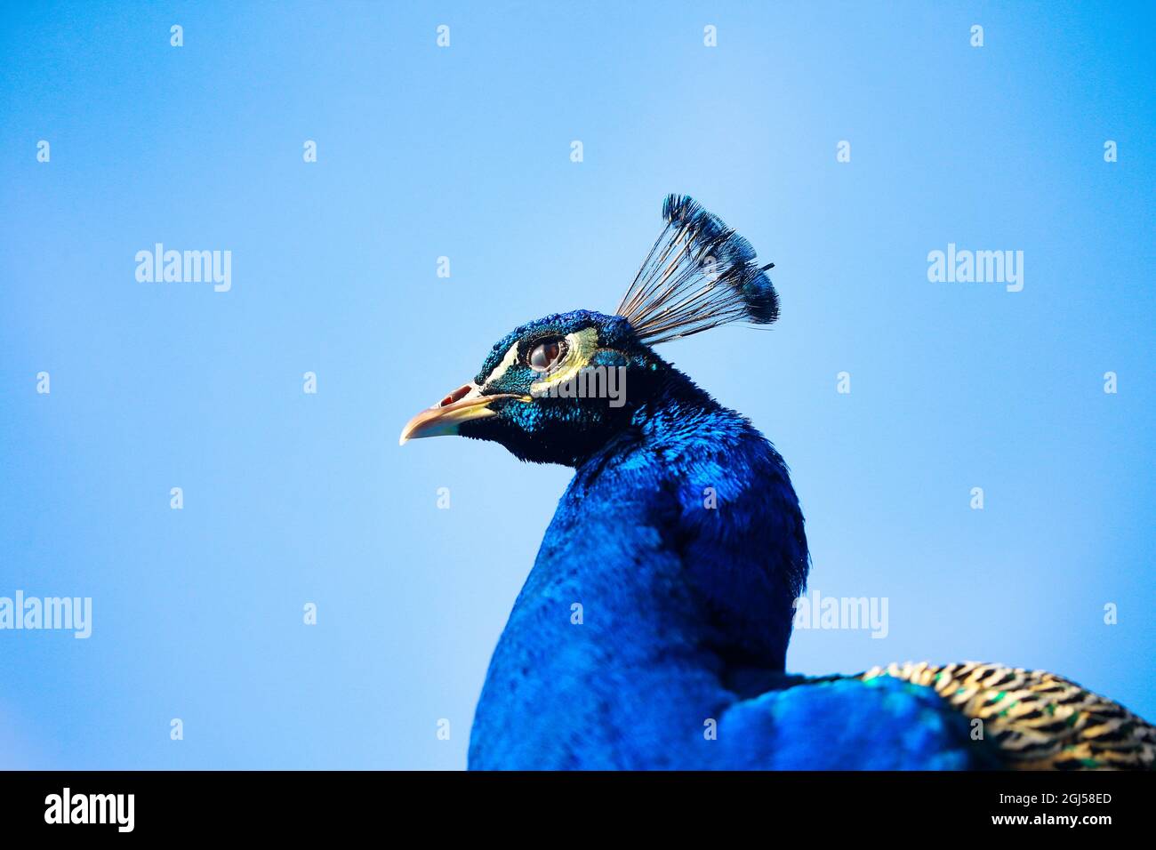 Pfauen an der Wand von Castle Upton in Templepatrick, Co. Antrim, heben sich in Nordirland gegen den blauen Himmel ab Stockfoto