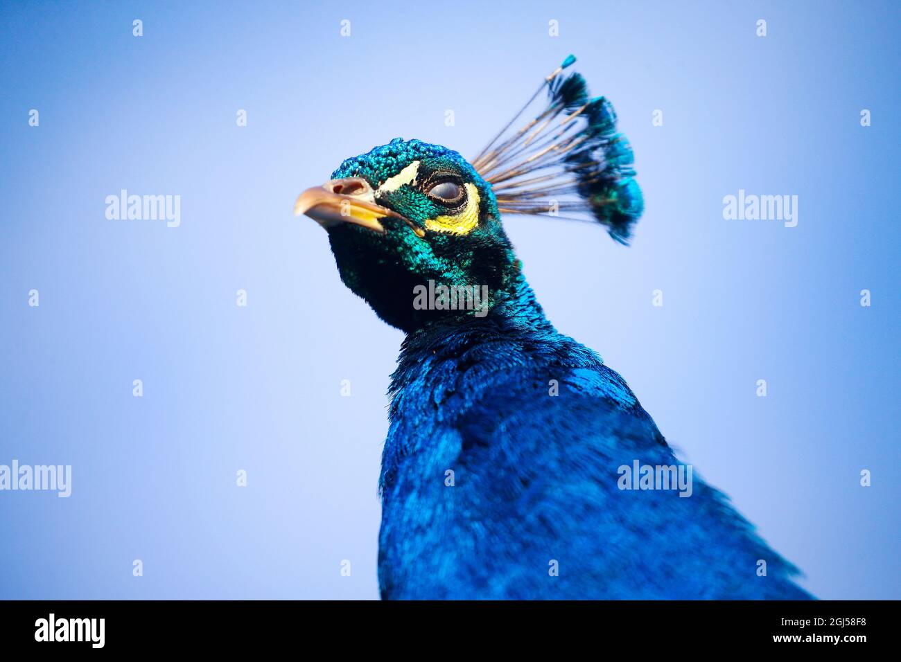 Pfauen an der Wand von Castle Upton in Templepatrick, Co. Antrim, heben sich in Nordirland gegen den blauen Himmel ab Stockfoto