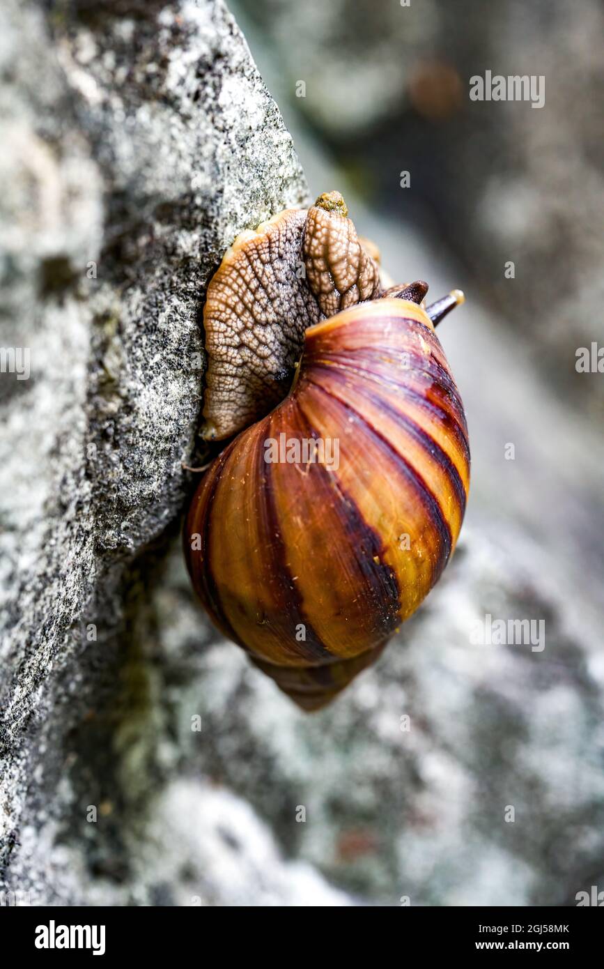 Nahaufnahme einer wilden afrikanischen großen Schnecke Stockfoto