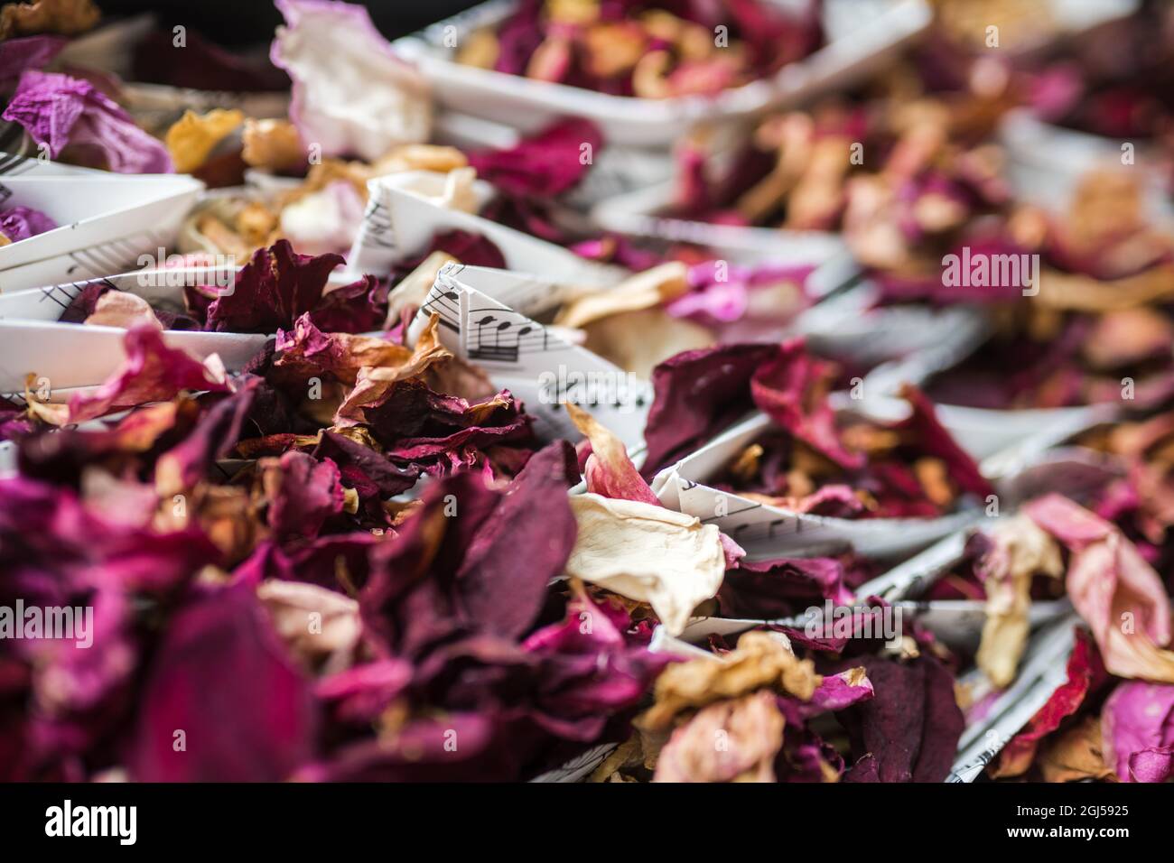 Musikthema natürliche Rosenblüten biologisch abbaubare Hochzeit Konfetti lila rot und orange. Wunderschöne natürliche Blütenblätter mit aufgedruckten Musiknoten Stockfoto