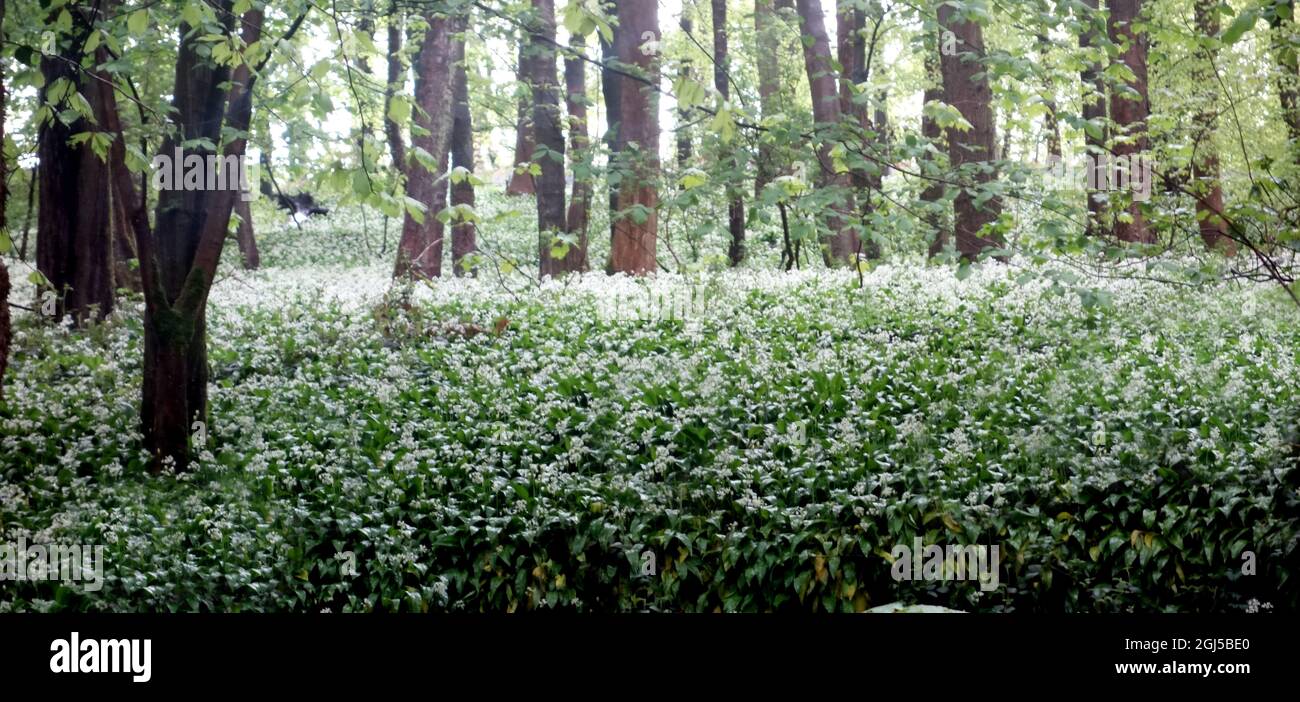 Ein Teppich aus weißem Bärlauch 'Ramsons' (Allium ursinum) blüht in Skipton Woods, Skipton, North Yorkshire, England, Großbritannien. Stockfoto