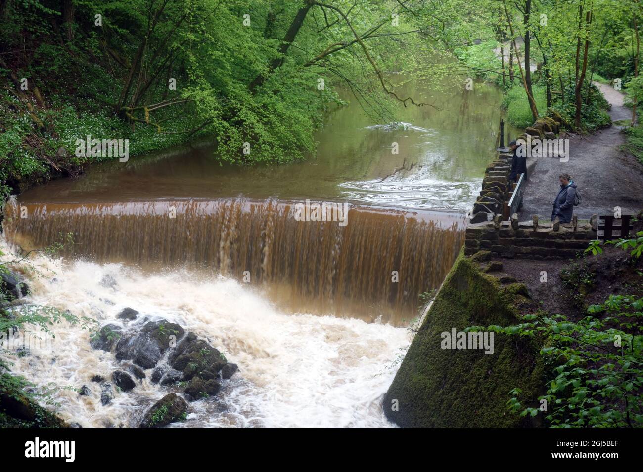 Frau, die auf dem Ellar Beck im Long Dam, Skipton Woods, Skipton, North Yorkshire, England, über das Weir fließendes braunes Wasser sieht, VEREINIGTES KÖNIGREICH. Stockfoto