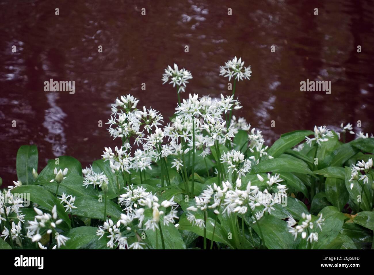 White Wild Garlic 'Ramsons' (Allium ursinum) blüht am Flussufer auf Ellar Beck in Skipton Woods, Skipton, North Yorkshire, England, Großbritannien. Stockfoto