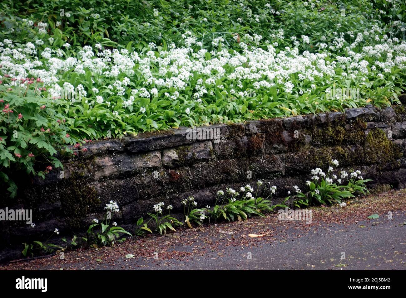 Trockene Steinwand mit weißem Bärlauch 'Ramsons' (Allium ursinum) Blumen in der Nähe von Skipton Woods, Skipton, North Yorkshire, England, UK. Stockfoto