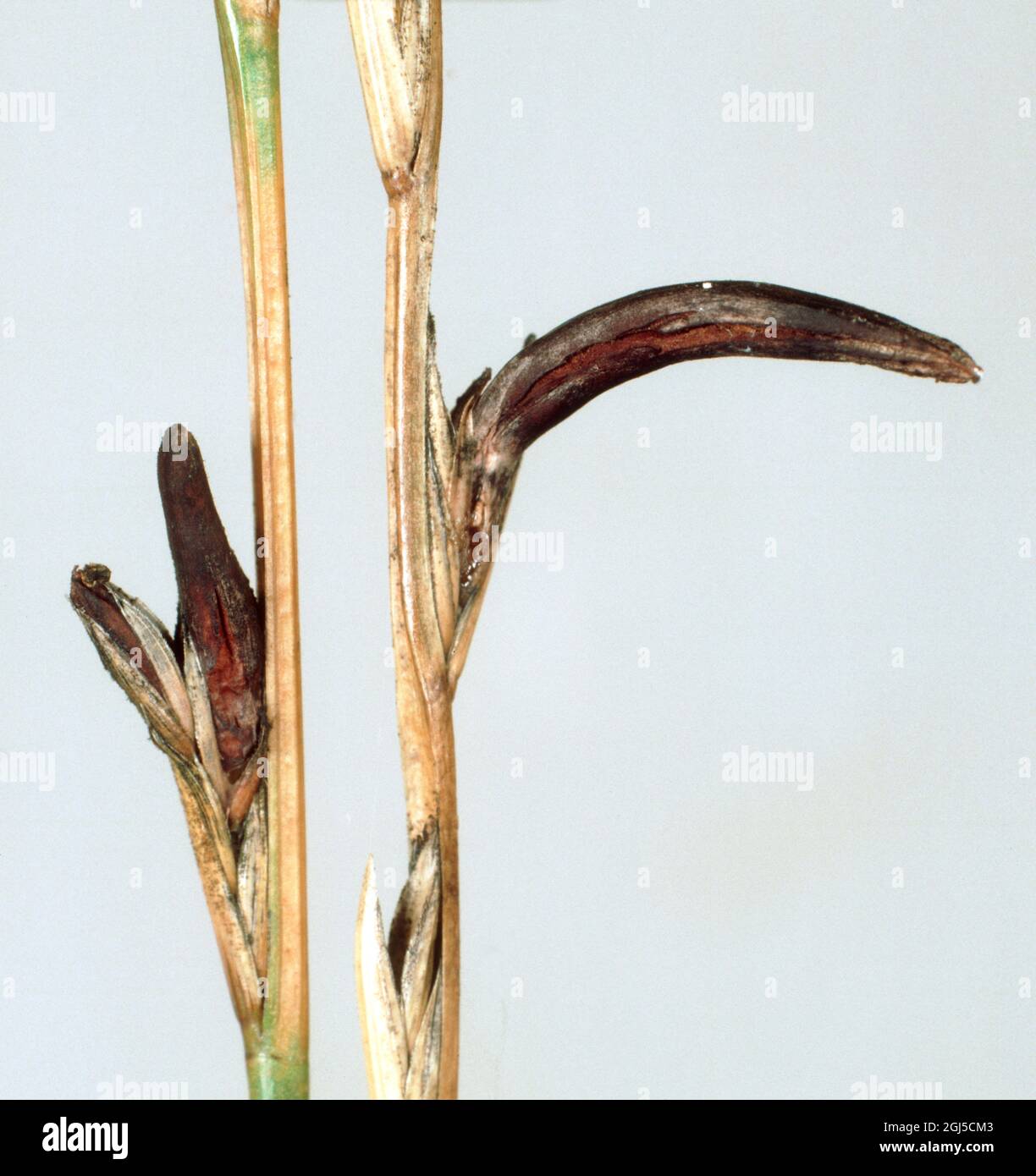 Ergots (Claviceps purpurea) pilzliches Sklerotium, das den Samen in Grasbesen ersetzt Stockfoto