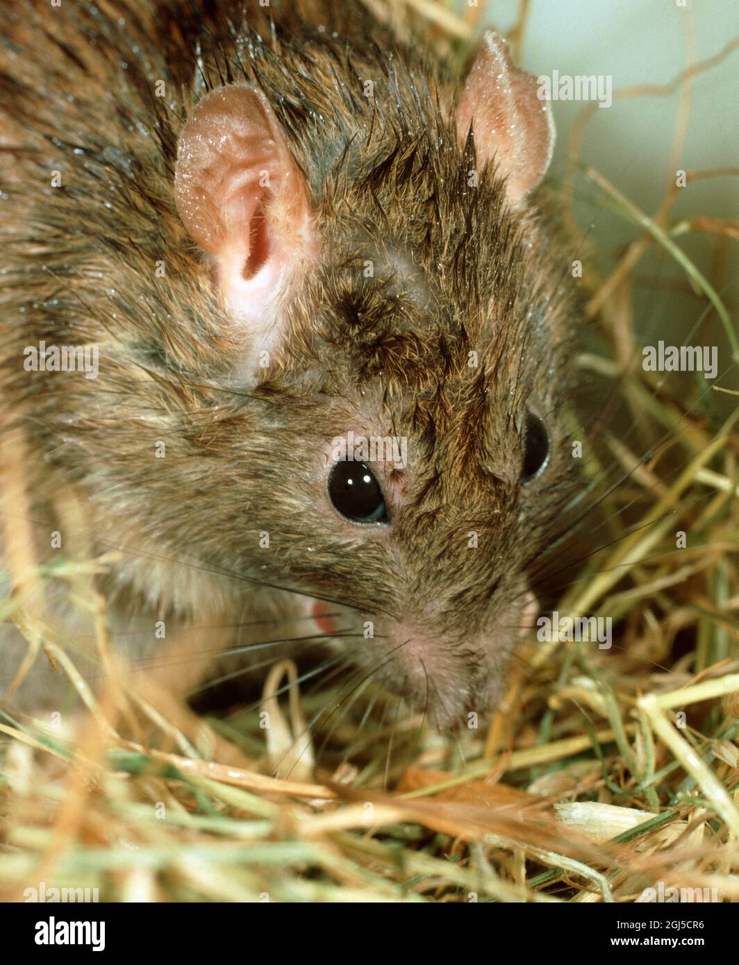 Kopf einer braunen Ratte (Rattus norvegicus) helle Augen Ohren zwischen Heu in einer Scheune Stockfoto