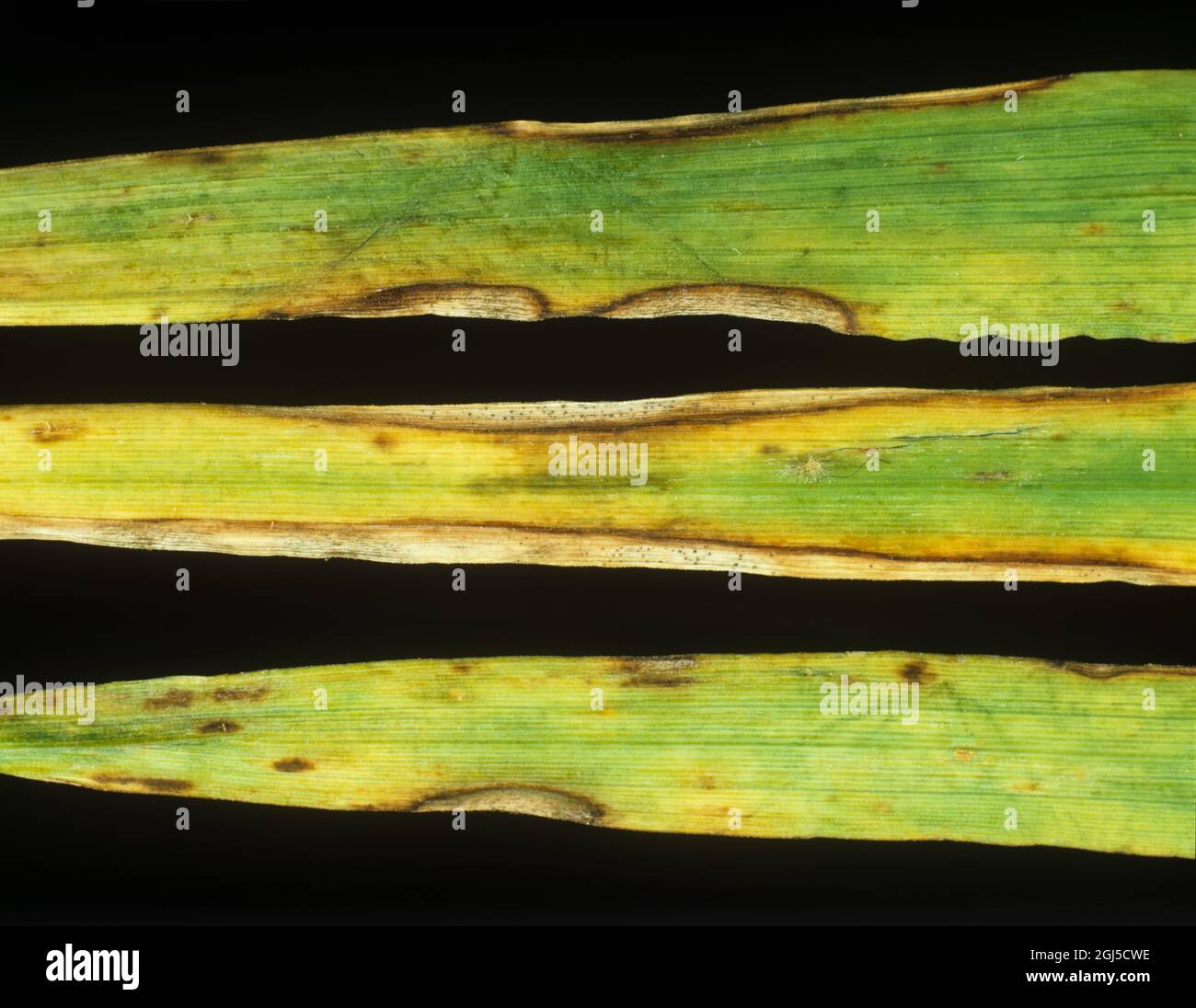 Ascochyta-Blattfleck oder Blattfäule (Ascochyta hortei) bei einer Erkrankung an der Peripherie der Gerstenblätter Stockfoto