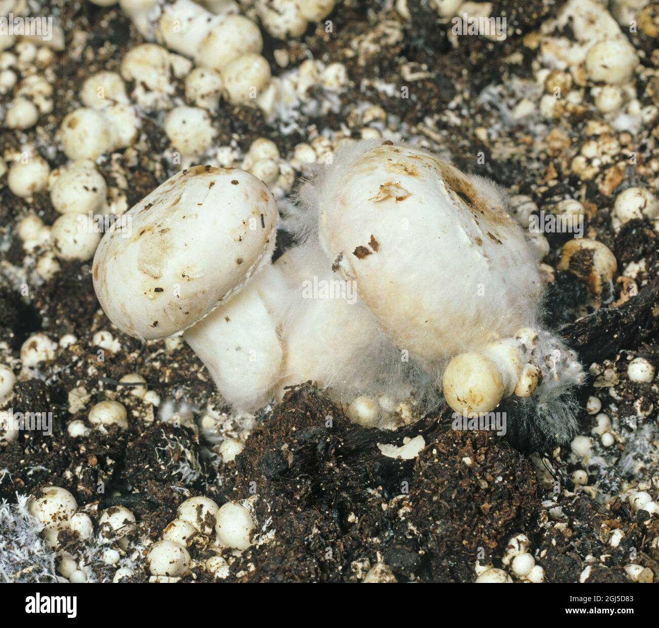 Spinnweben-Krankheit (Hypomyces rosellus oder Cladobotryum dendroides) Krankheit Filamente entwickeln sich auf essbaren Champignons kultiviert Stockfoto