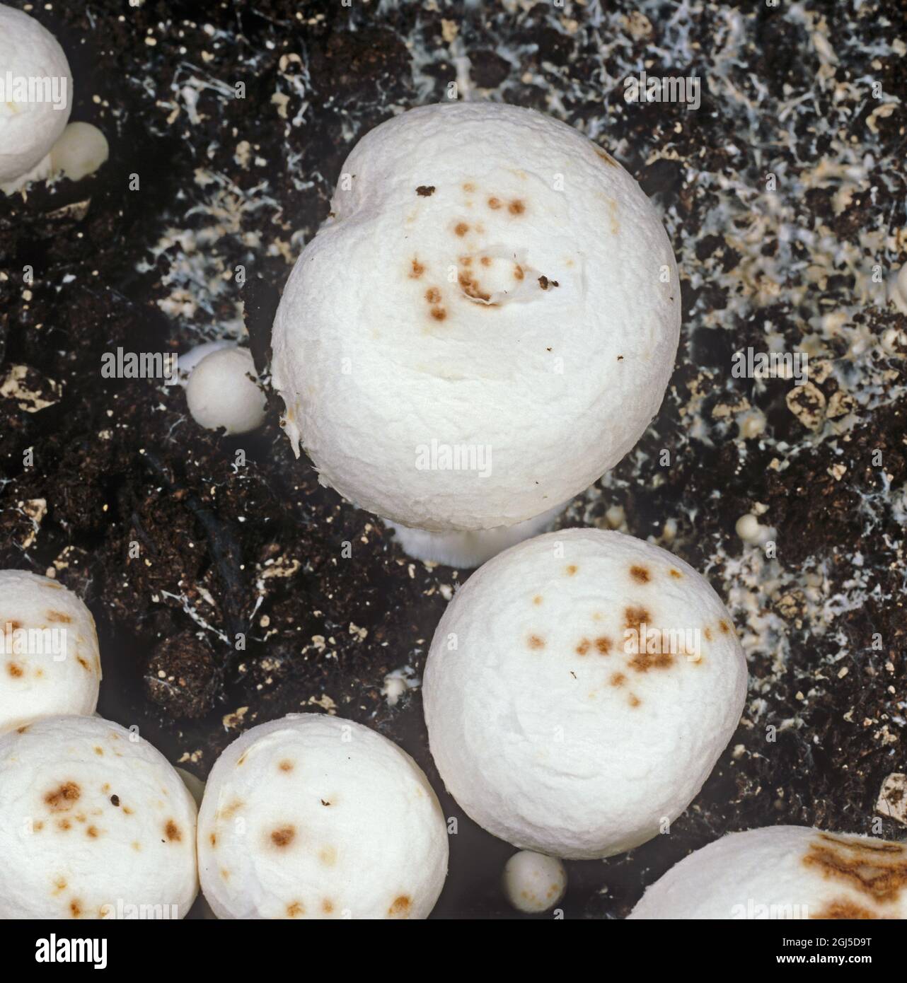 Die bakterielle Erkrankung Ingwer oder Braunfleck (Pseudomonas tolaasii) markiert die Kappe von kultivierten Pilzen Stockfoto