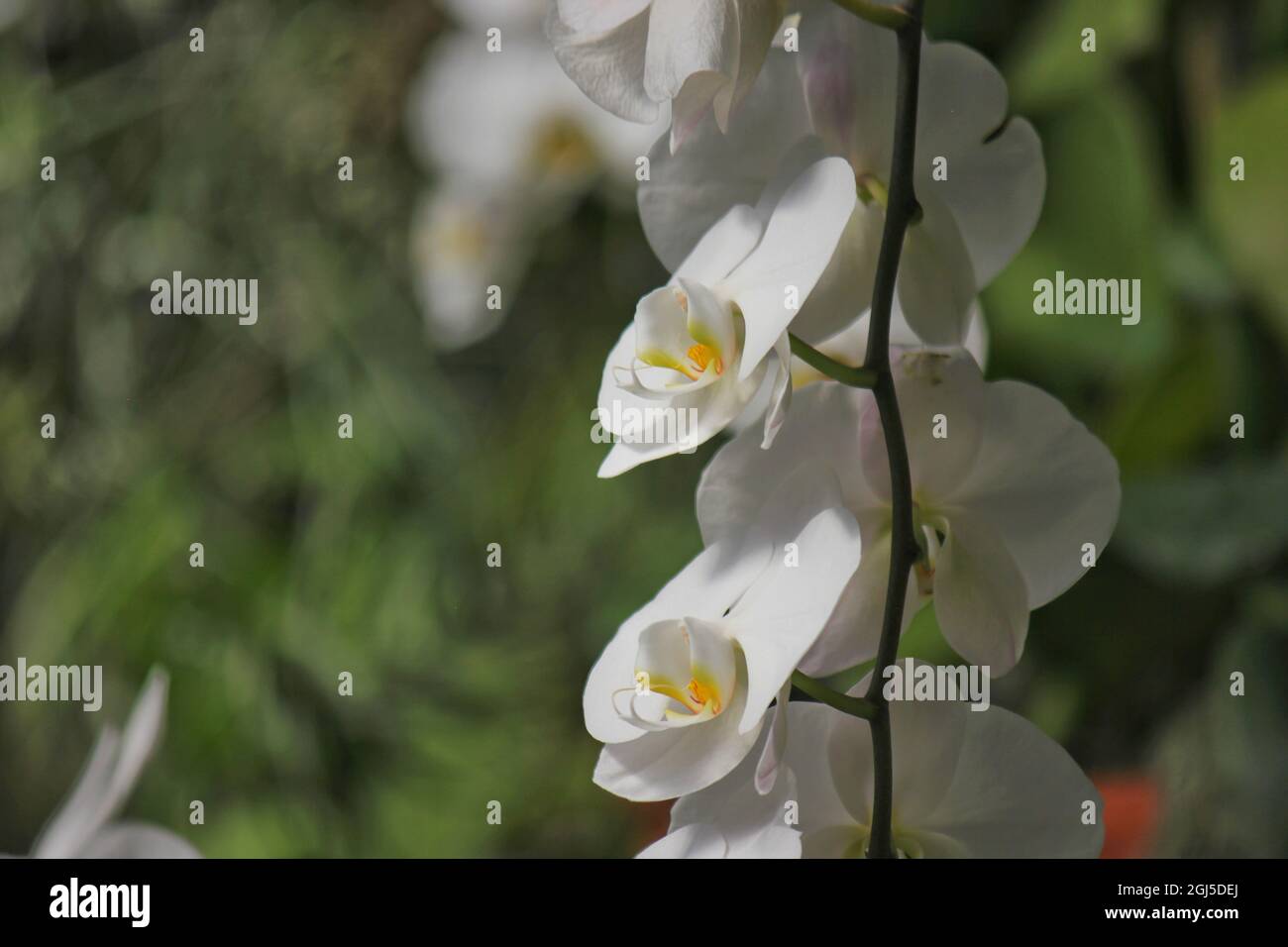 Wunderschöne Mottenorchideen und Blumen wachsen auf der sonnigen Sommerwiese. Stockfoto