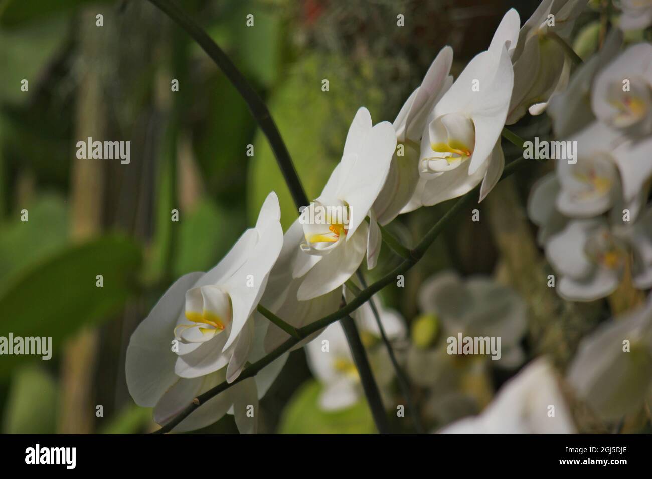 Wunderschöne Mottenorchideen und Blumen wachsen auf der sonnigen Sommerwiese. Stockfoto