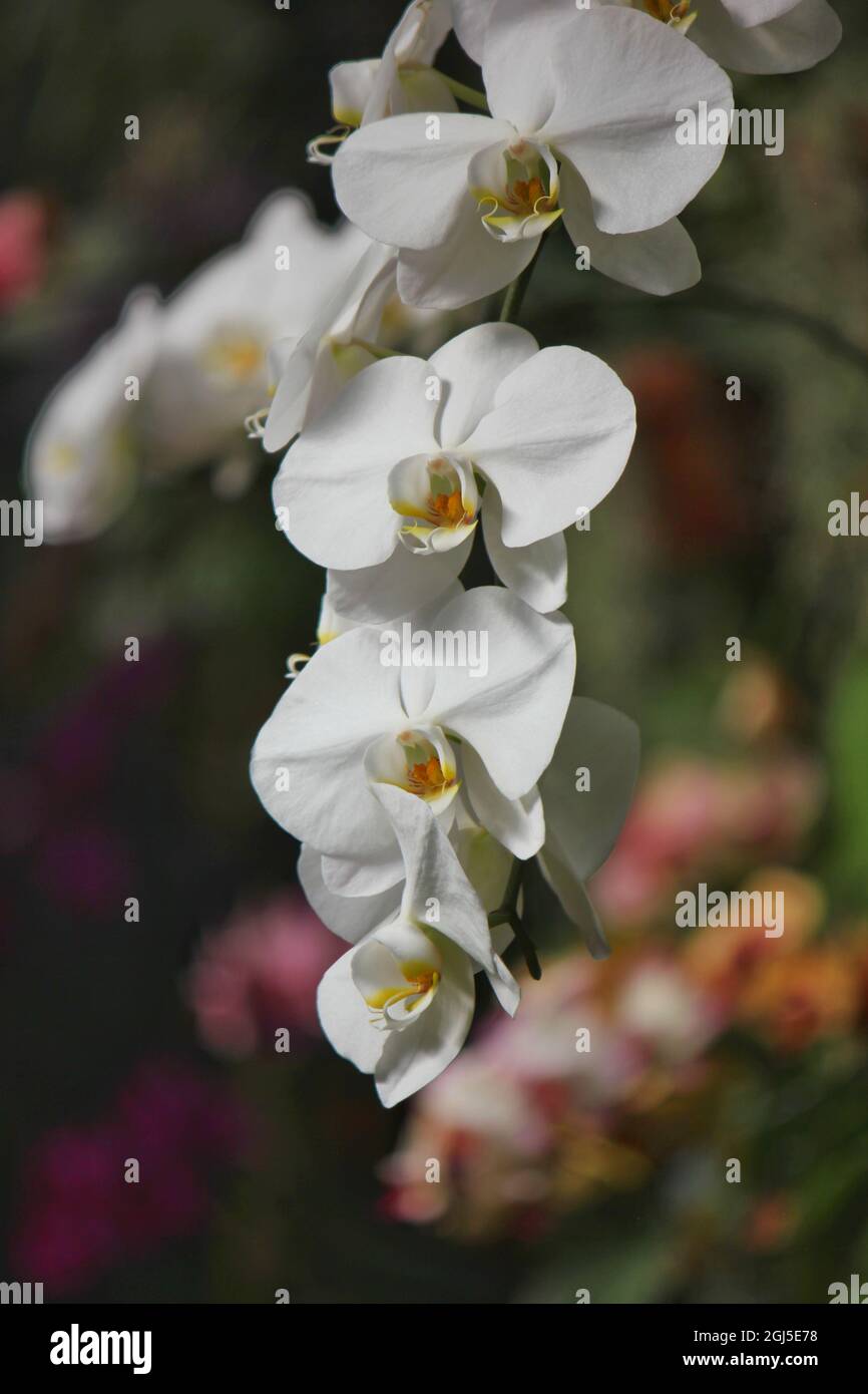 Wunderschöne Mottenorchideen und Blumen wachsen auf der sonnigen Sommerwiese. Stockfoto