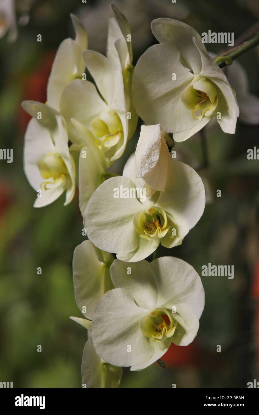 Wunderschöne Mottenorchideen und Blumen wachsen auf der sonnigen Sommerwiese. Stockfoto