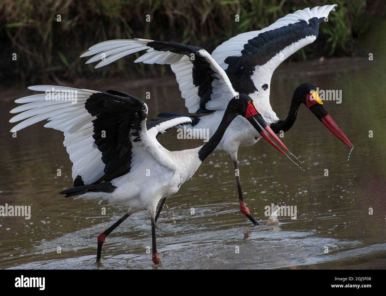 Afrika, Kenia, Storch Stockfoto