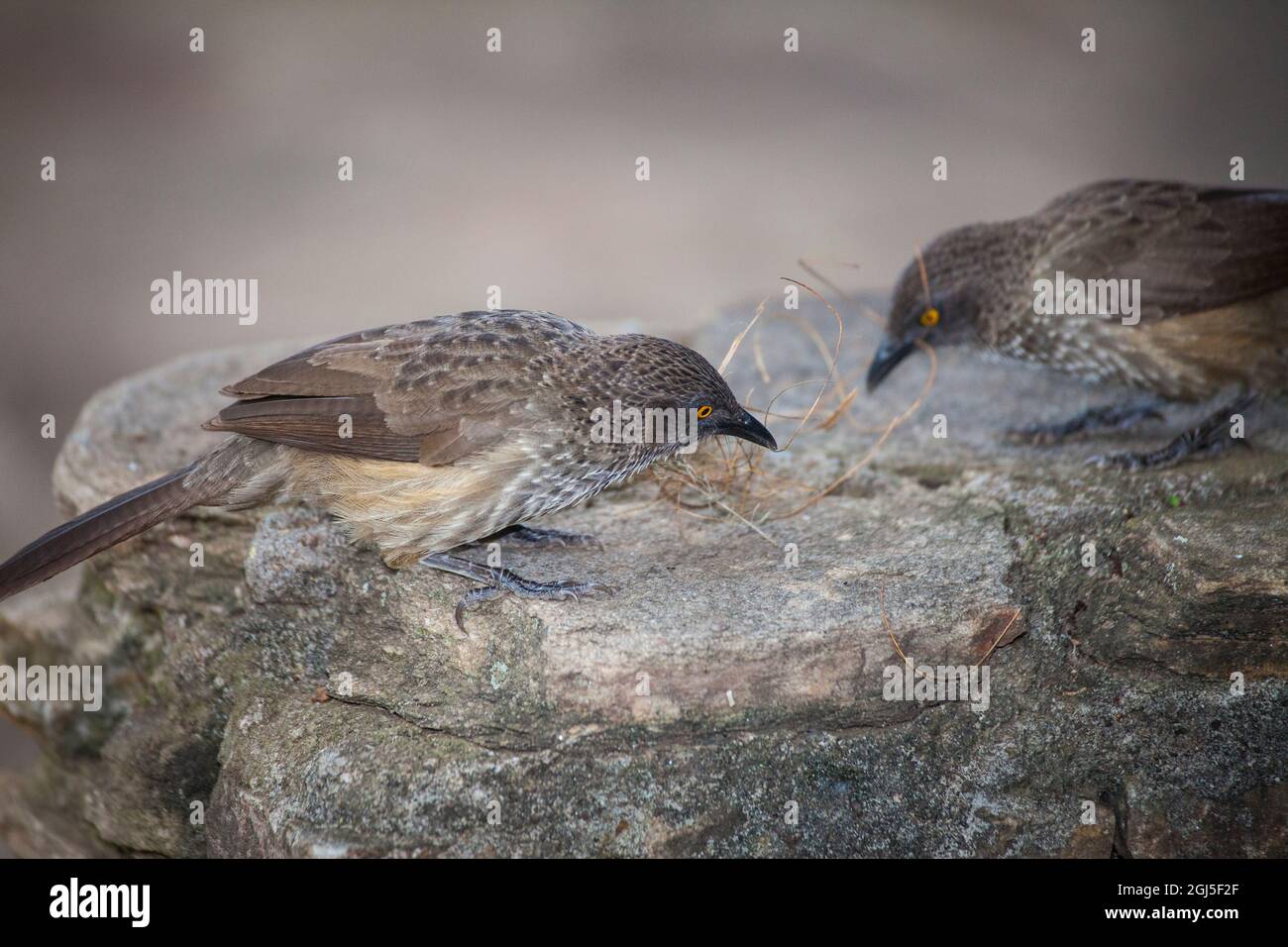 Braune Schwätzer durchsieben Nestmaterial. Stockfoto