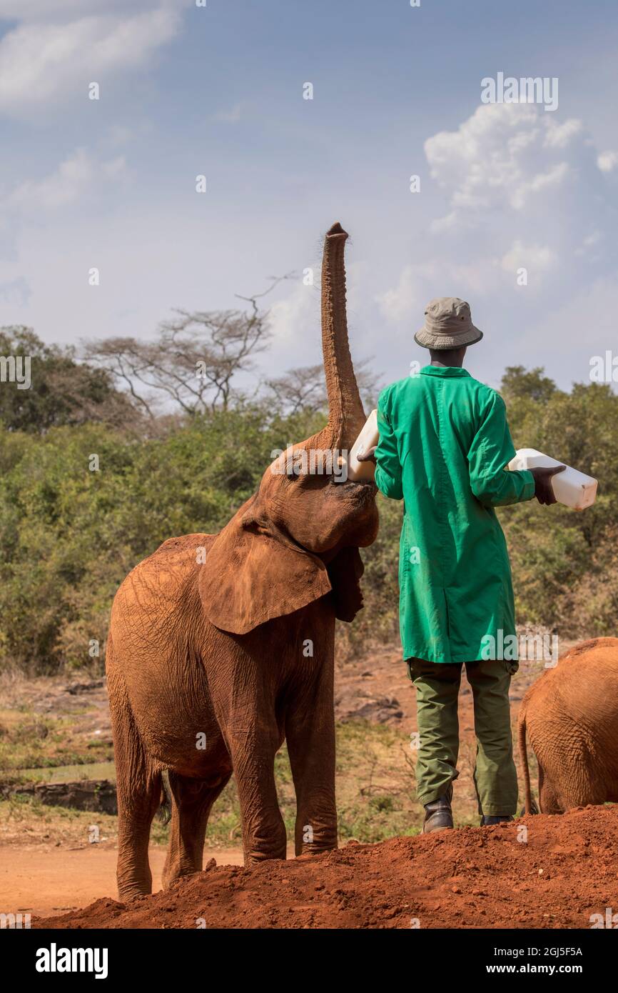 Afrika, Kenia, Nairobi, verwaiste Baby Elefant (Loxodonta africana) Feeds von der Flasche durch Hausmeister mit Milch gehalten an David Sheldrick Wildlife Trus Stockfoto