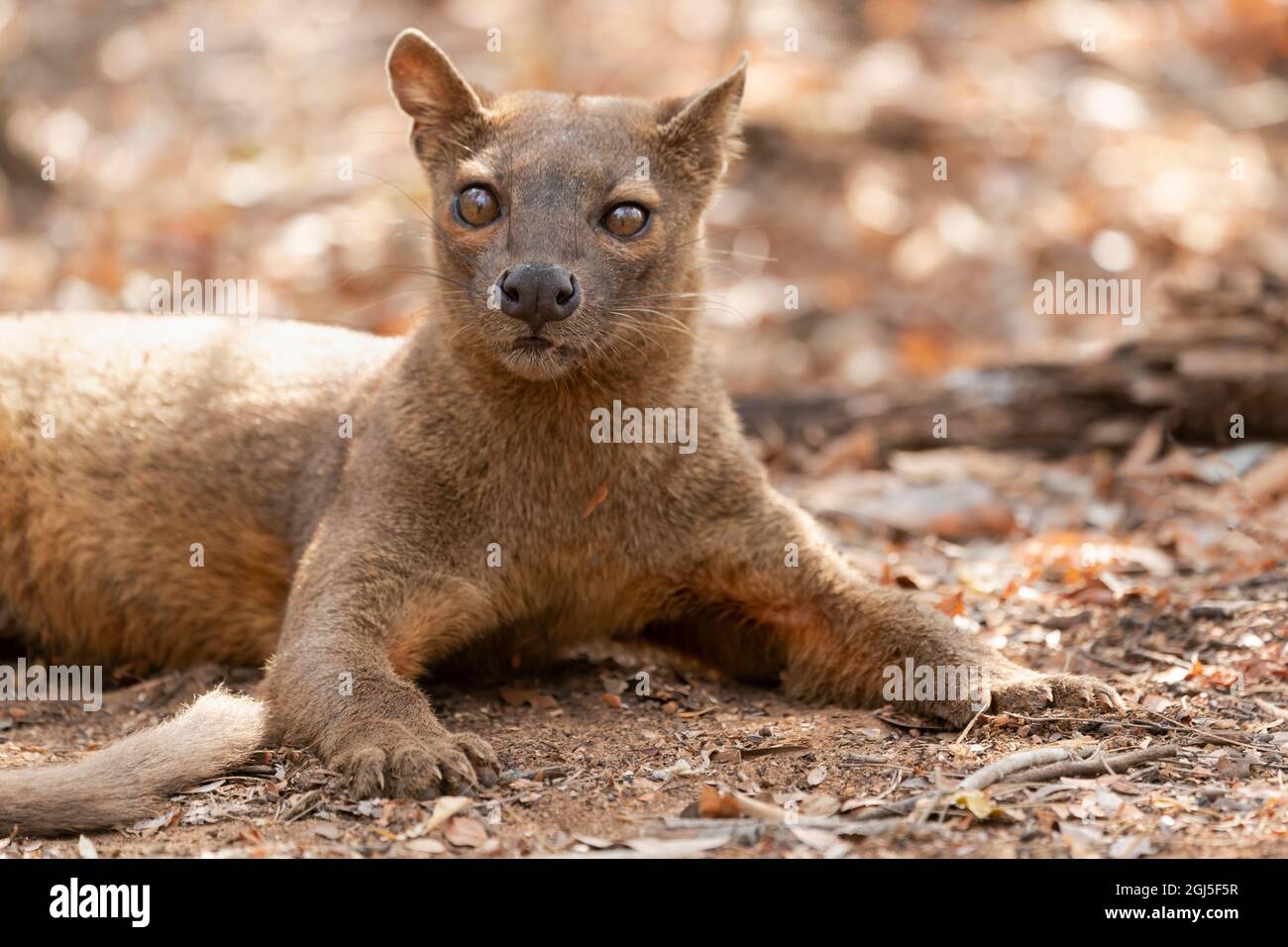 Afrika, Madagaskar, Kirindy Reserve. Eine Fossa, die im Schatten des Waldes ruht. Stockfoto
