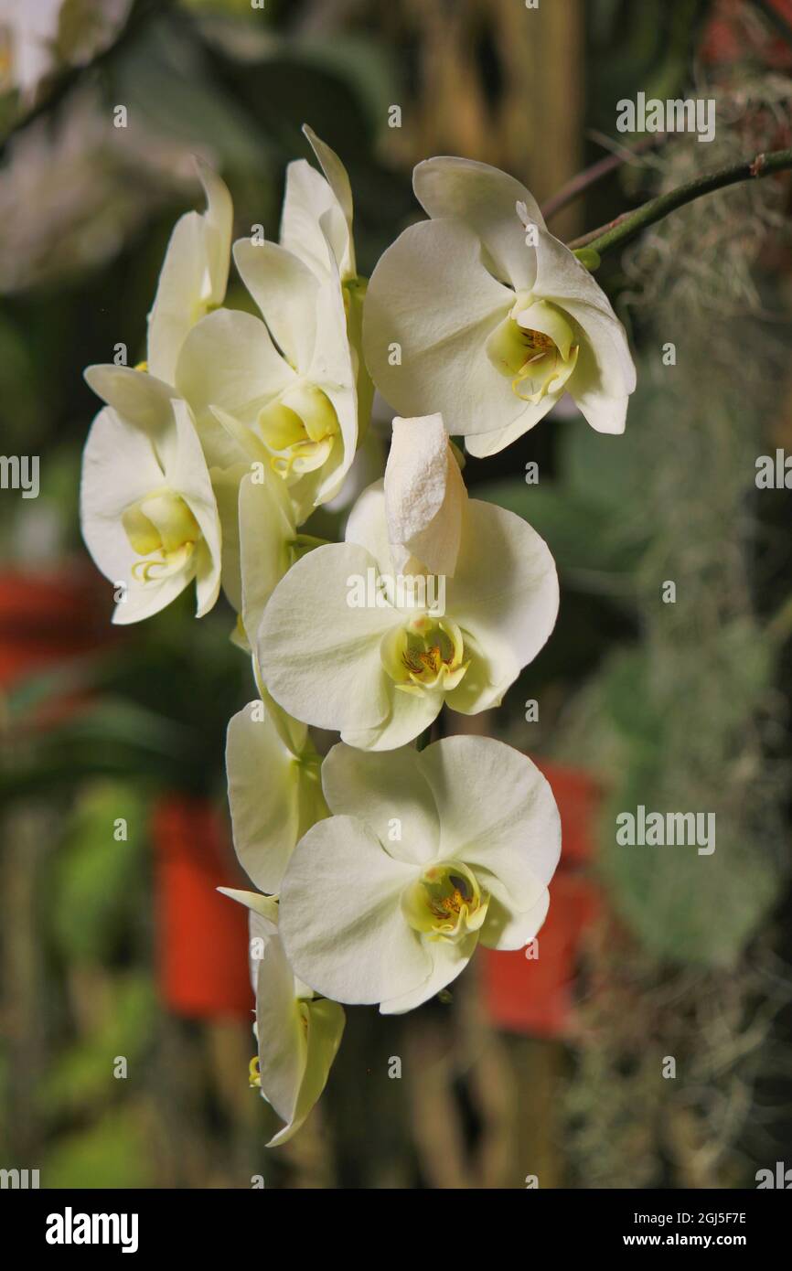 Wunderschöne Mottenorchideen und Blumen wachsen auf der sonnigen Sommerwiese. Stockfoto