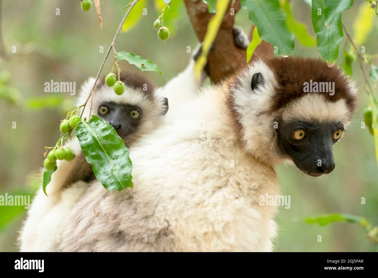 Afrika, Madagaskar, Anosy-Region, Berenty Reserve. Porträt einer weiblichen Sifaka mit ihrem Baby. Stockfoto