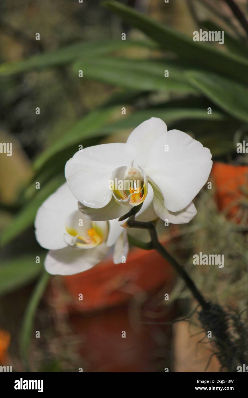 Wunderschöne Mottenorchideen und Blumen wachsen auf der sonnigen Sommerwiese. Stockfoto