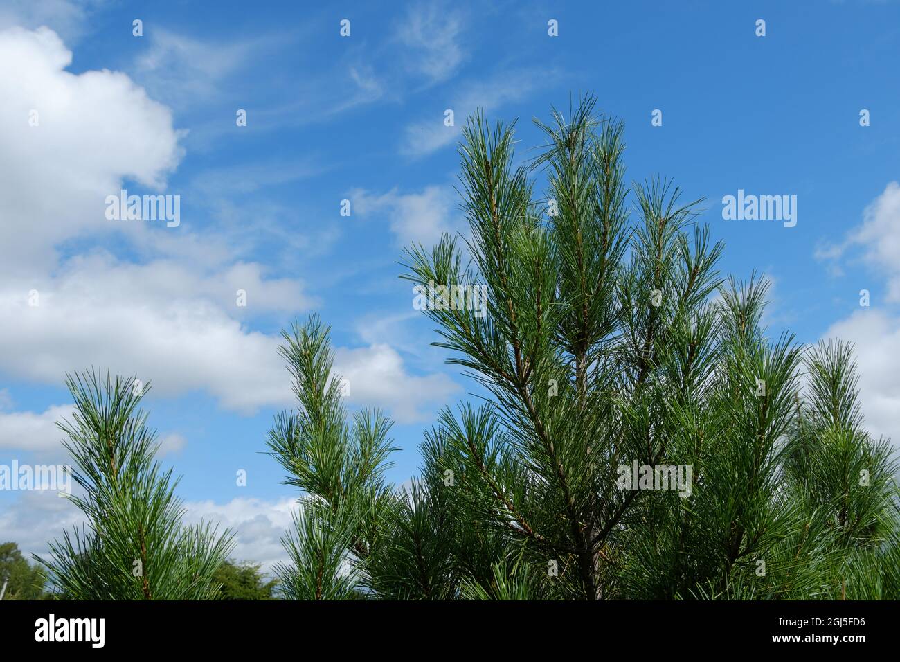 Die grüne, saftige Spitze einer jungen sibirischen Zeder vor dem Hintergrund eines blauen Himmels mit Wolken. Selektiver Fokus. Stockfoto
