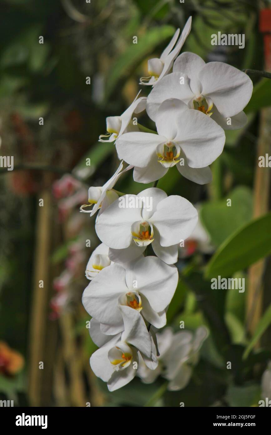Wunderschöne Mottenorchideen und Blumen wachsen auf der sonnigen Sommerwiese. Stockfoto