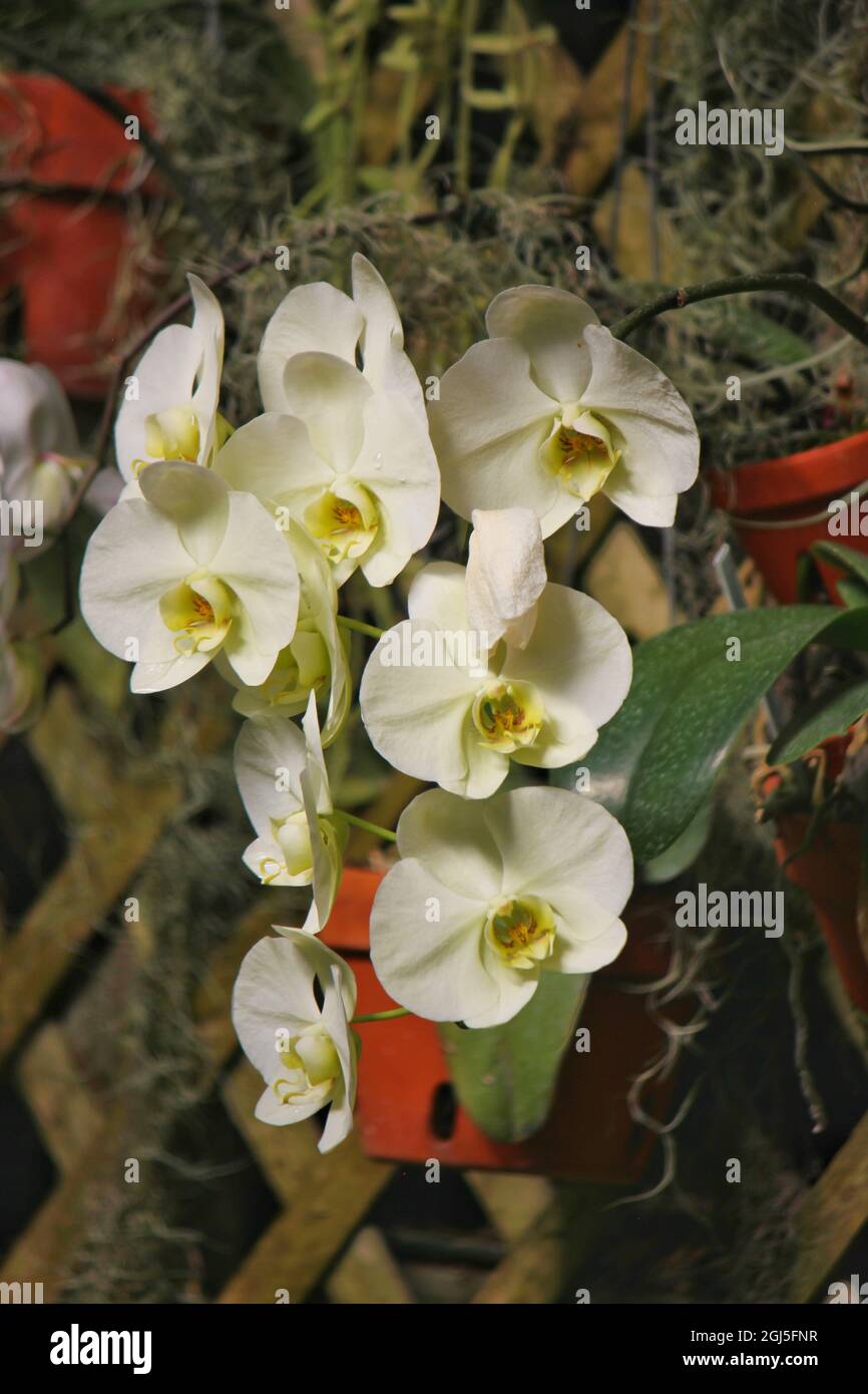 Wunderschöne Mottenorchideen und Blumen wachsen auf der sonnigen Sommerwiese. Stockfoto