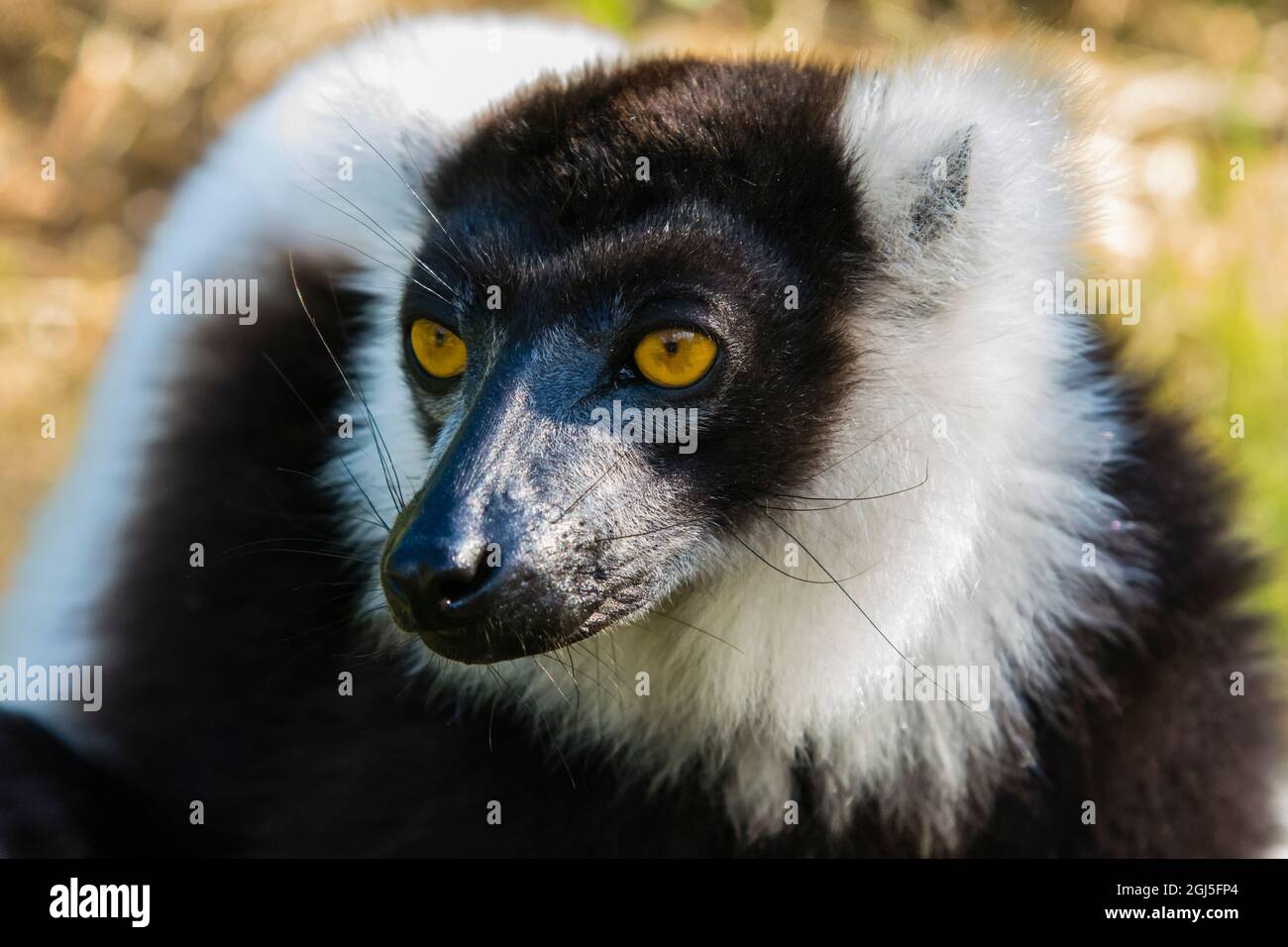 Madagaskar, Andasibe, Vakona Lodge, Lemur Island. Schwarz-weißer geraffter Lemur. Stockfoto