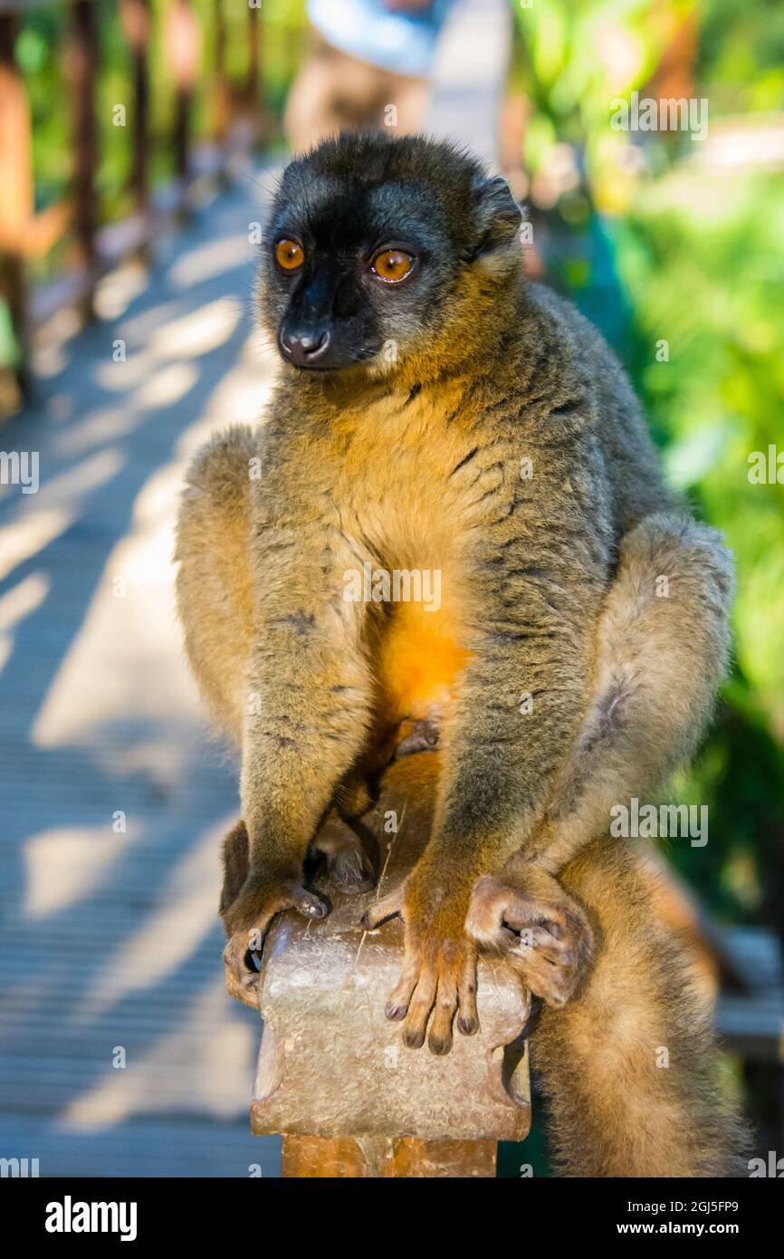 Madagaskar, Andasibe, Vakona Lodge, Lemur Island. Gewöhnlicher brauner Lemur. Stockfoto